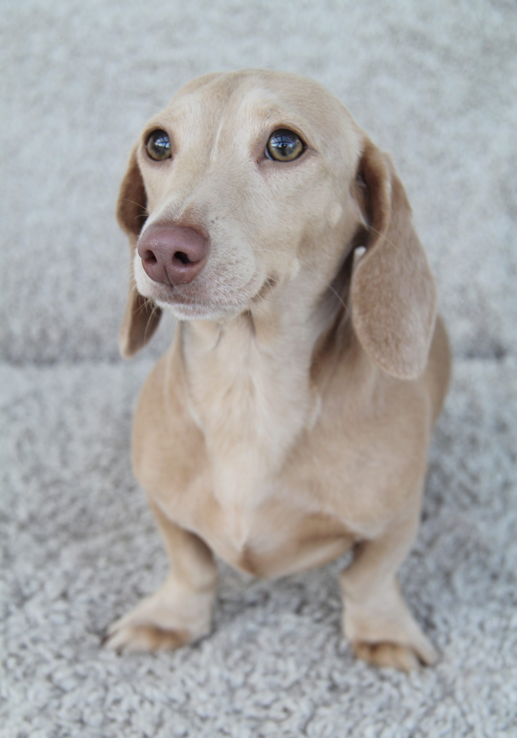 Amerikanische Zwergdackelzucht Hot Sausage