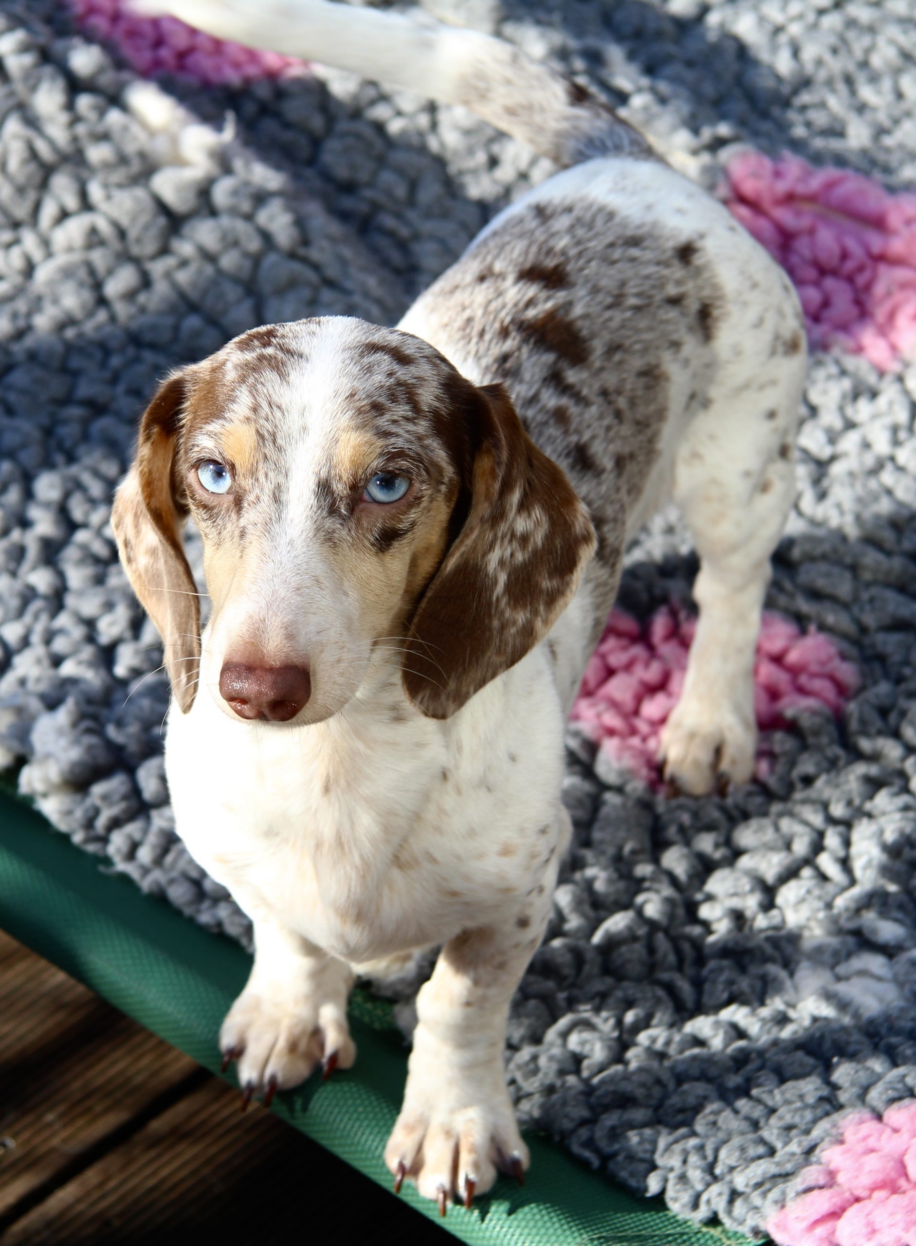 Amerikanische Zwergdackelzucht Hot Sausage