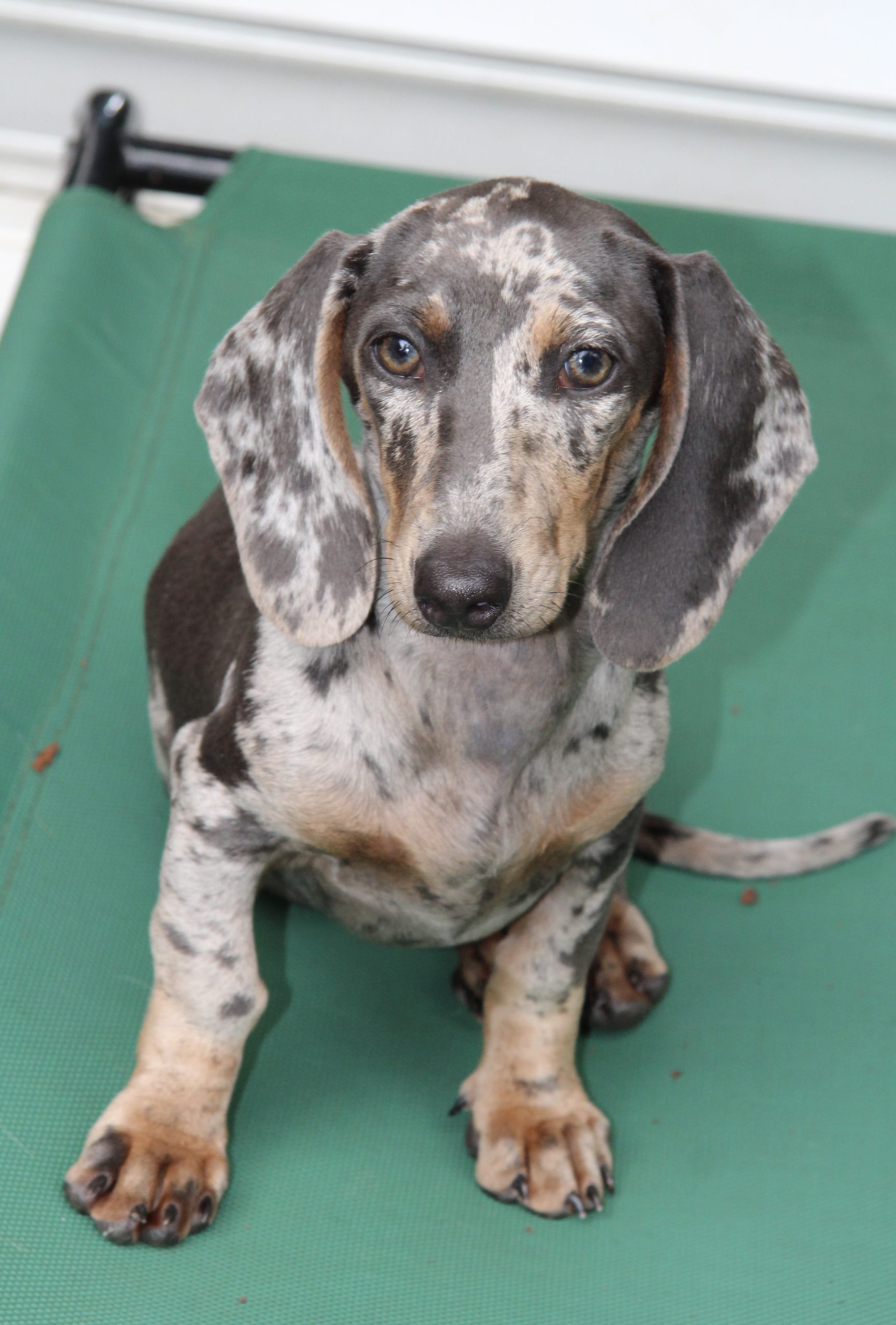 Amerikanische Zwergdackelzucht Hot Sausage