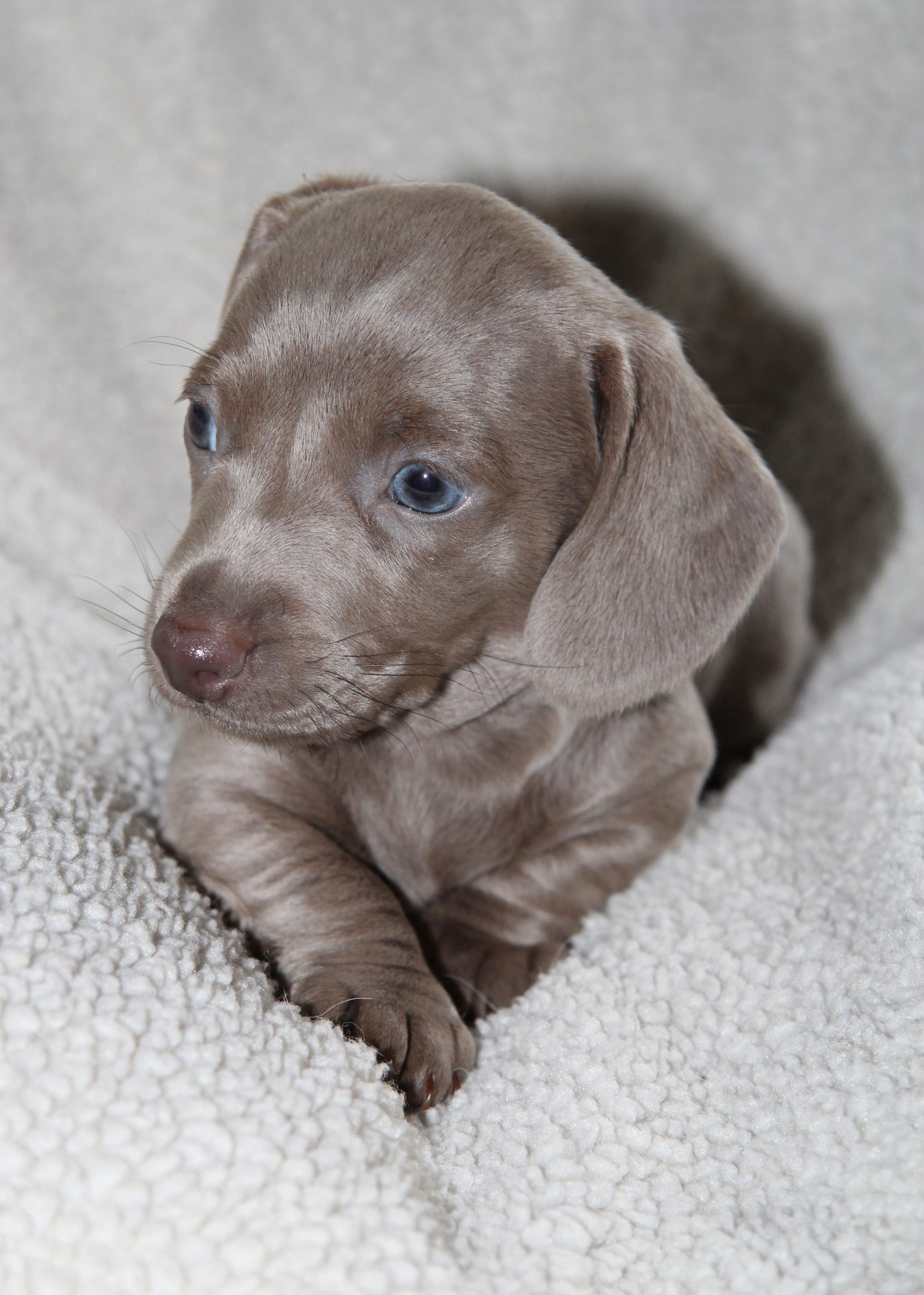 Amerikanische Zwergdackelzucht Hot Sausage