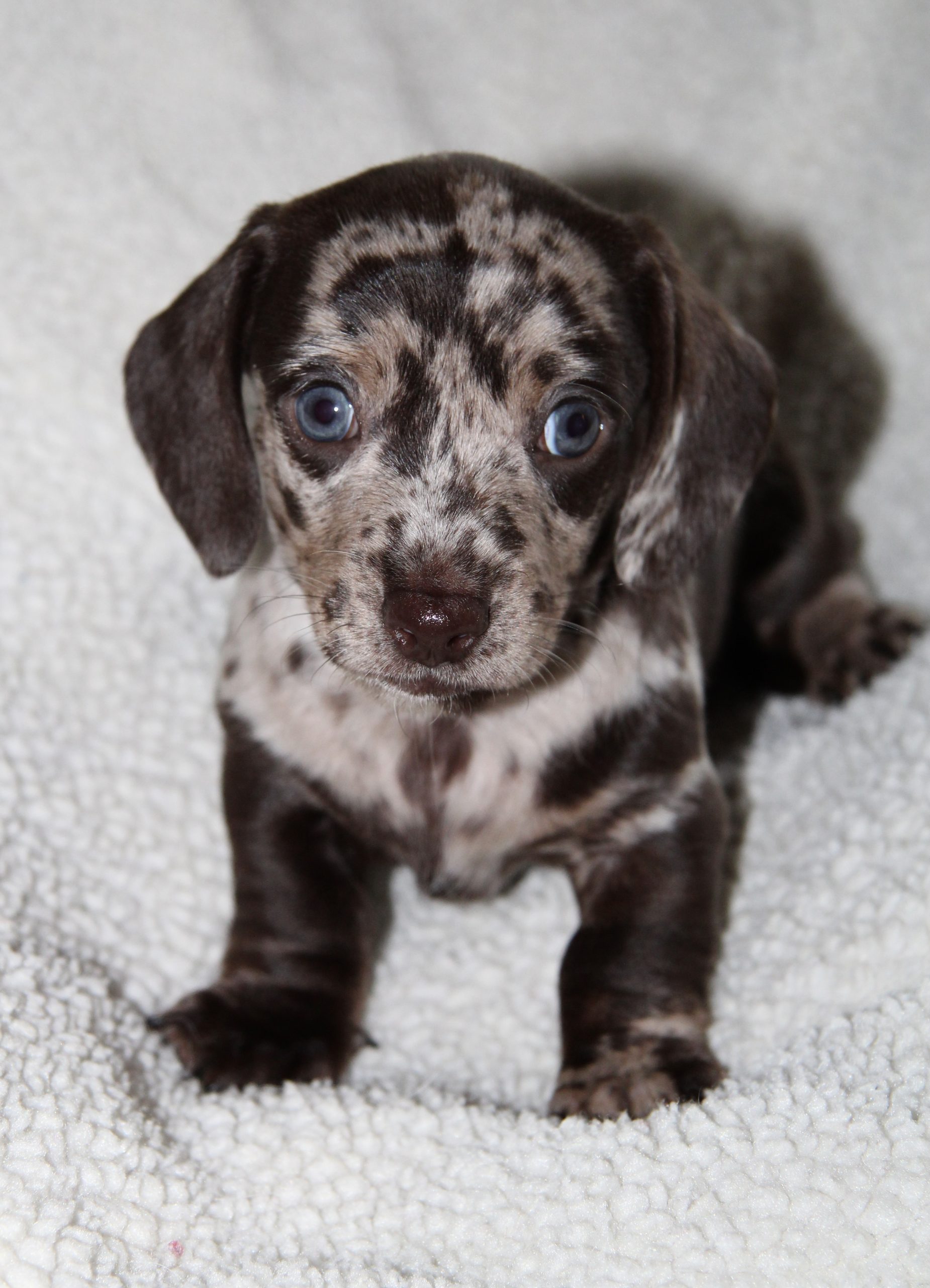 Amerikanische Zwergdackelzucht Hot Sausage