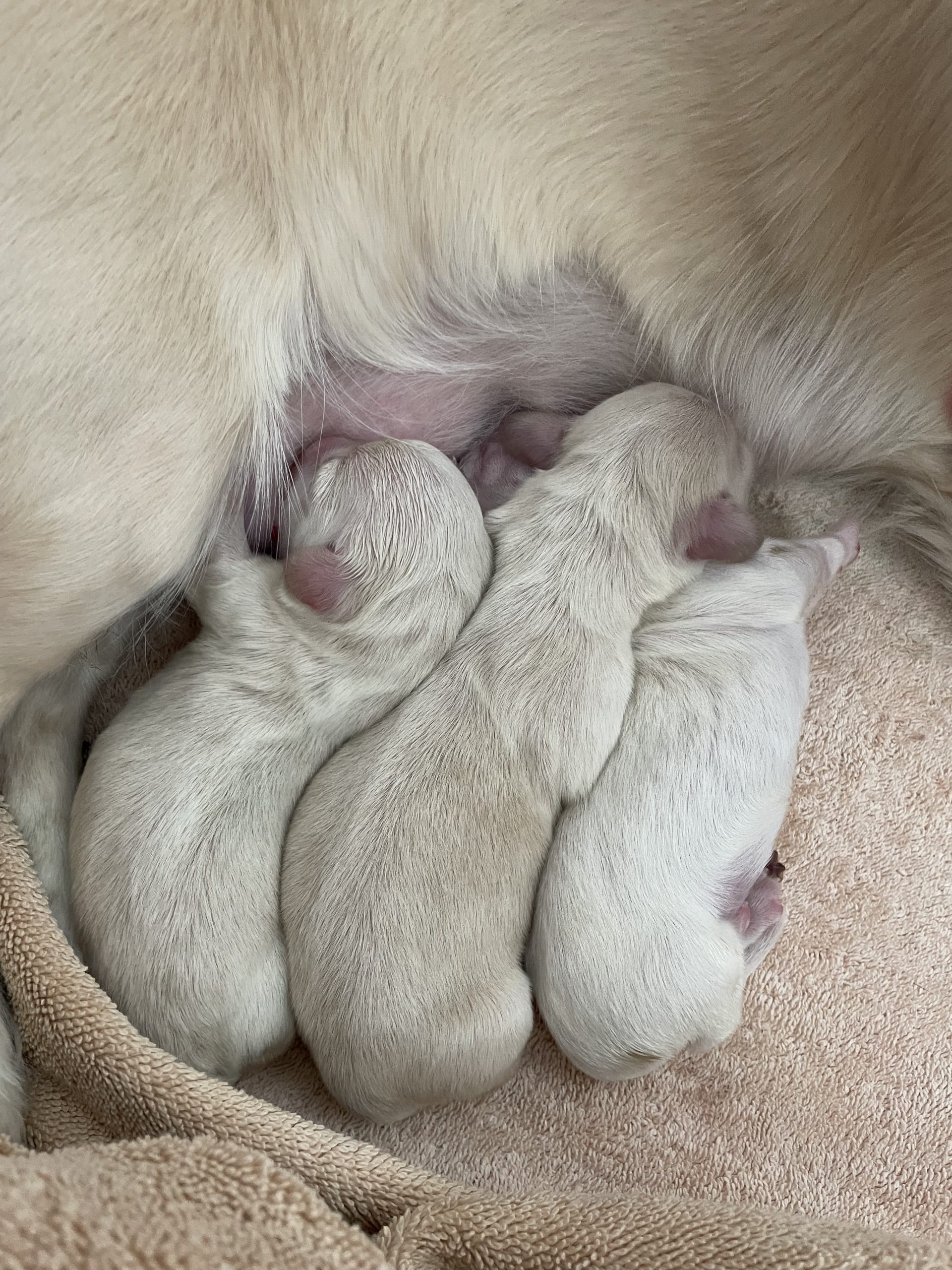 Hot Sausage Amerikanischer Zwergdackel