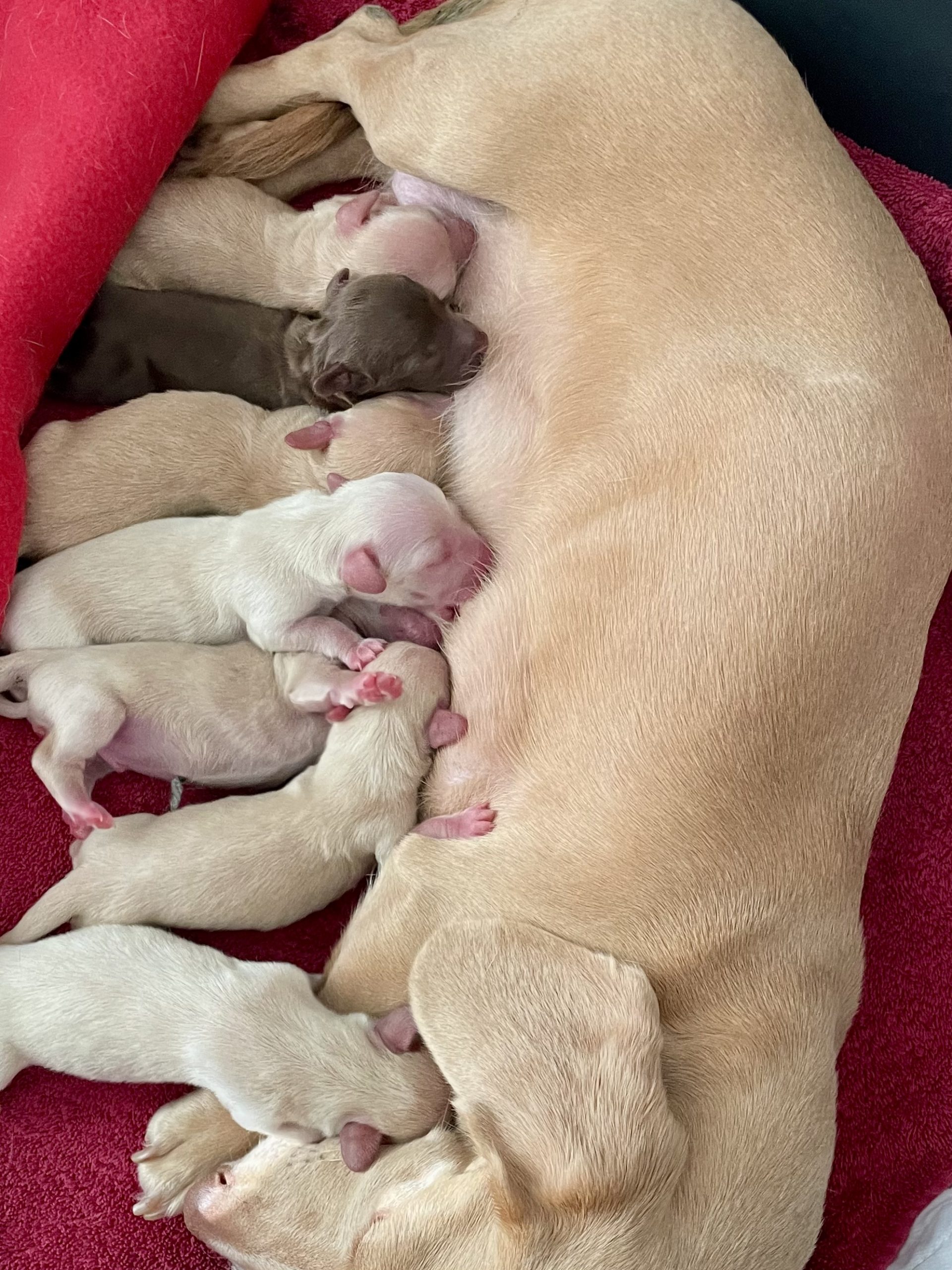 Hot Sausage Amerikanischer Zwergdackel