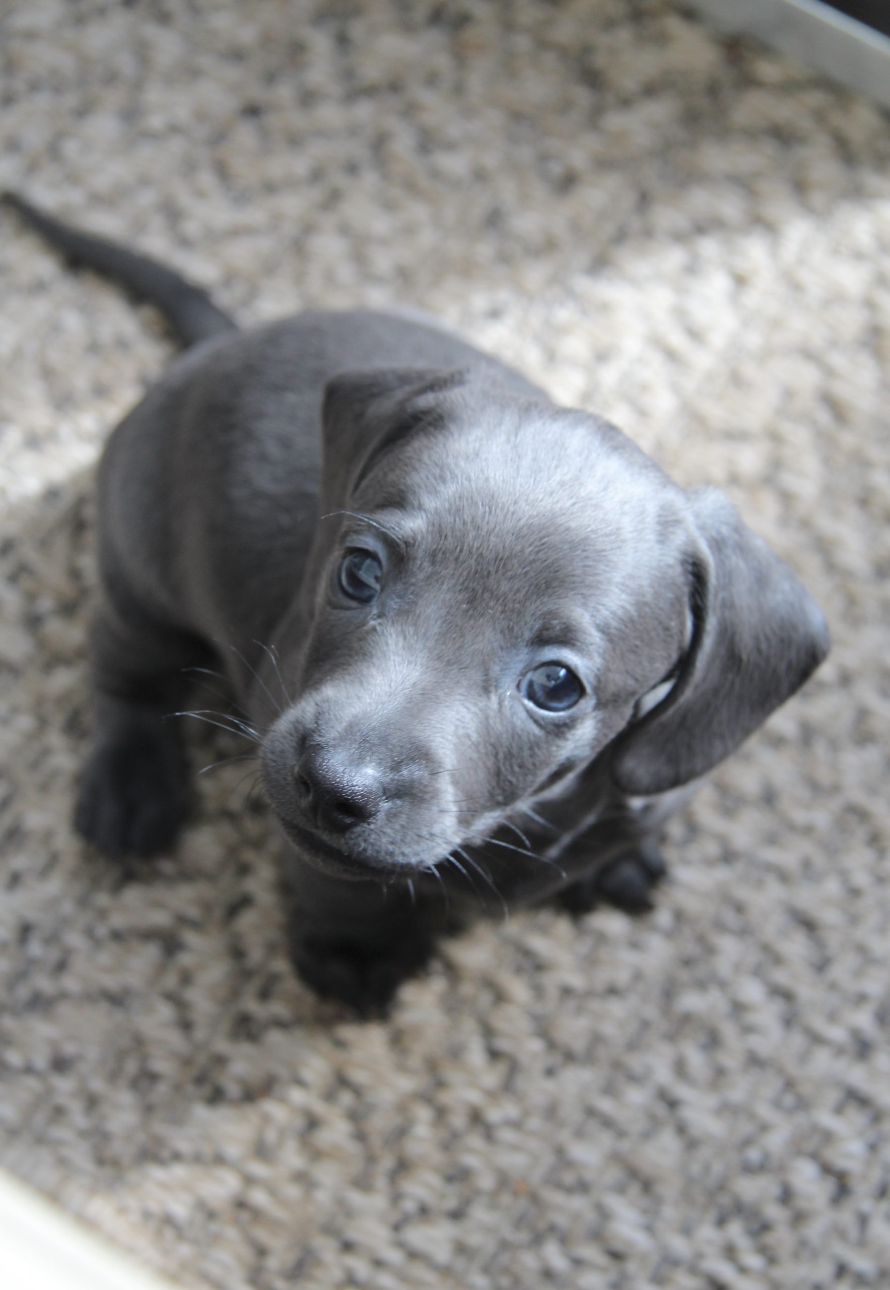 Amerikanische Zwergdackelzucht Hot Sausage