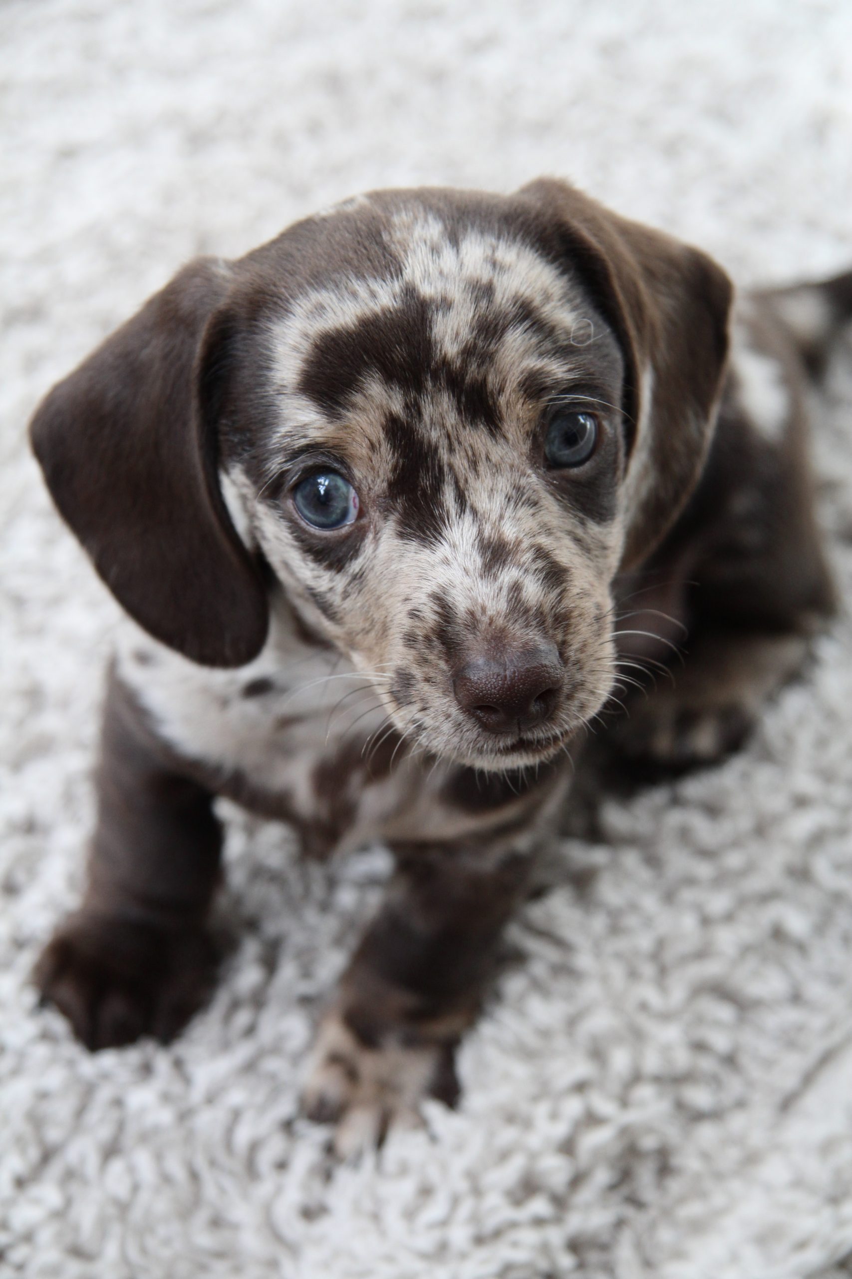 Amerikanische Zwergdackelzucht Hot Sausage