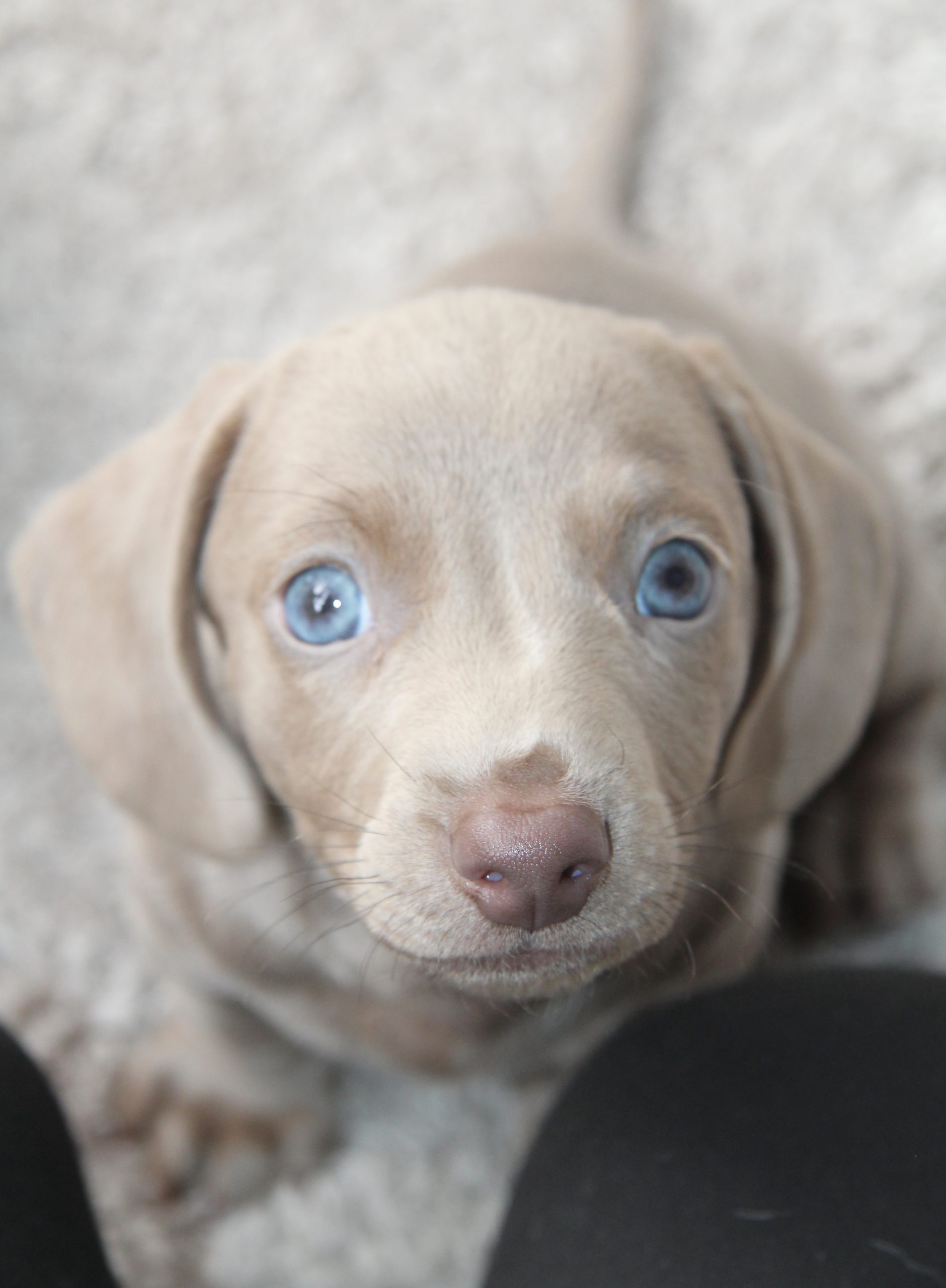 Amerikanische Zwergdackelzucht Hot Sausage