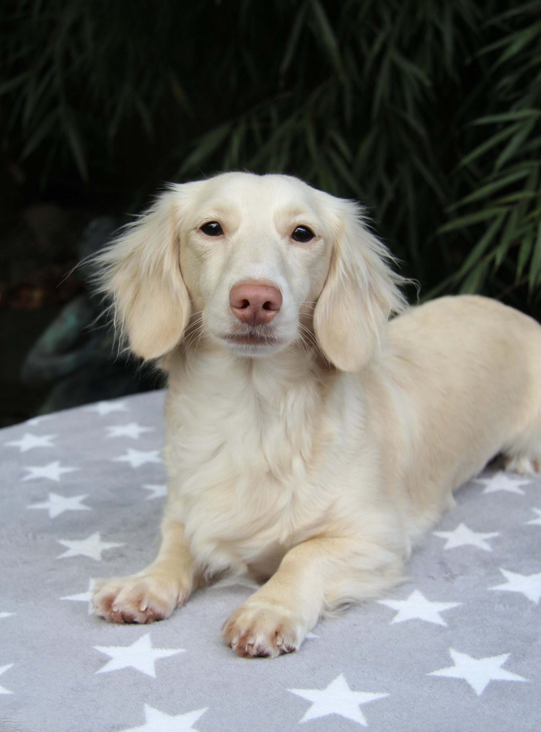 Amerikanische Zwergdackelzucht Hot Sausage