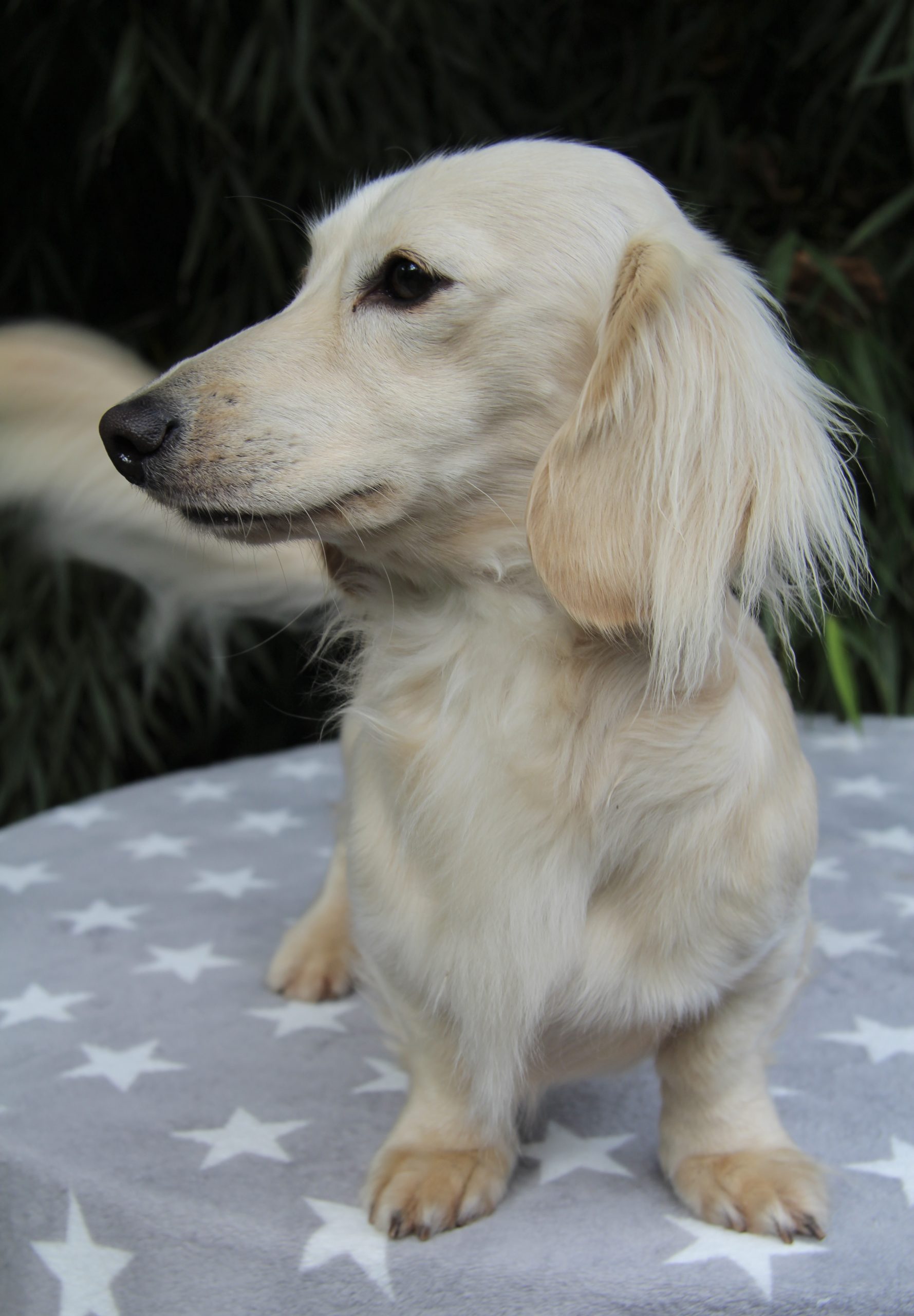 Hot Sausage Amerikanischer Zwergdackel