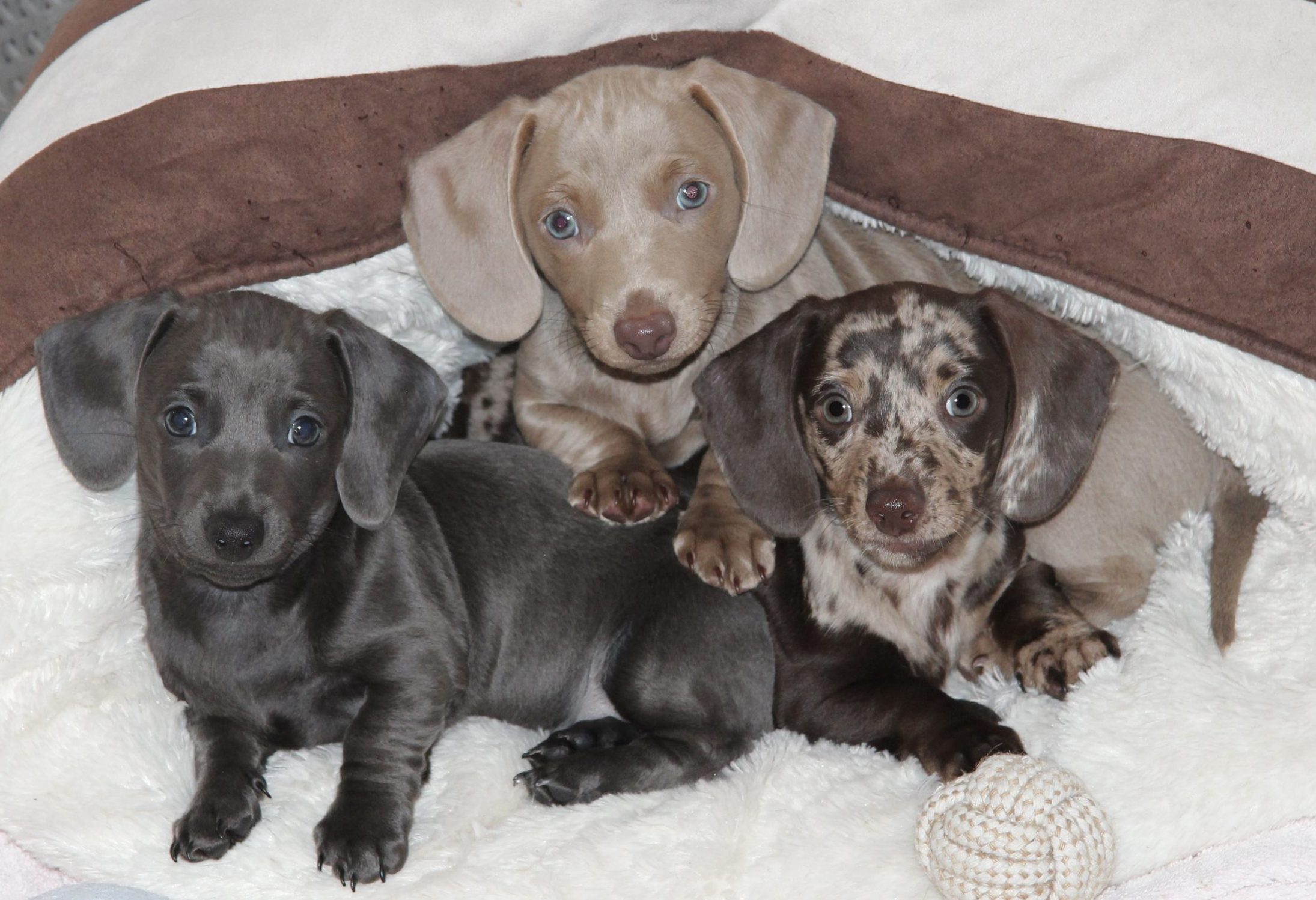 Hot Sausage Amerikanischer Zwergdackel