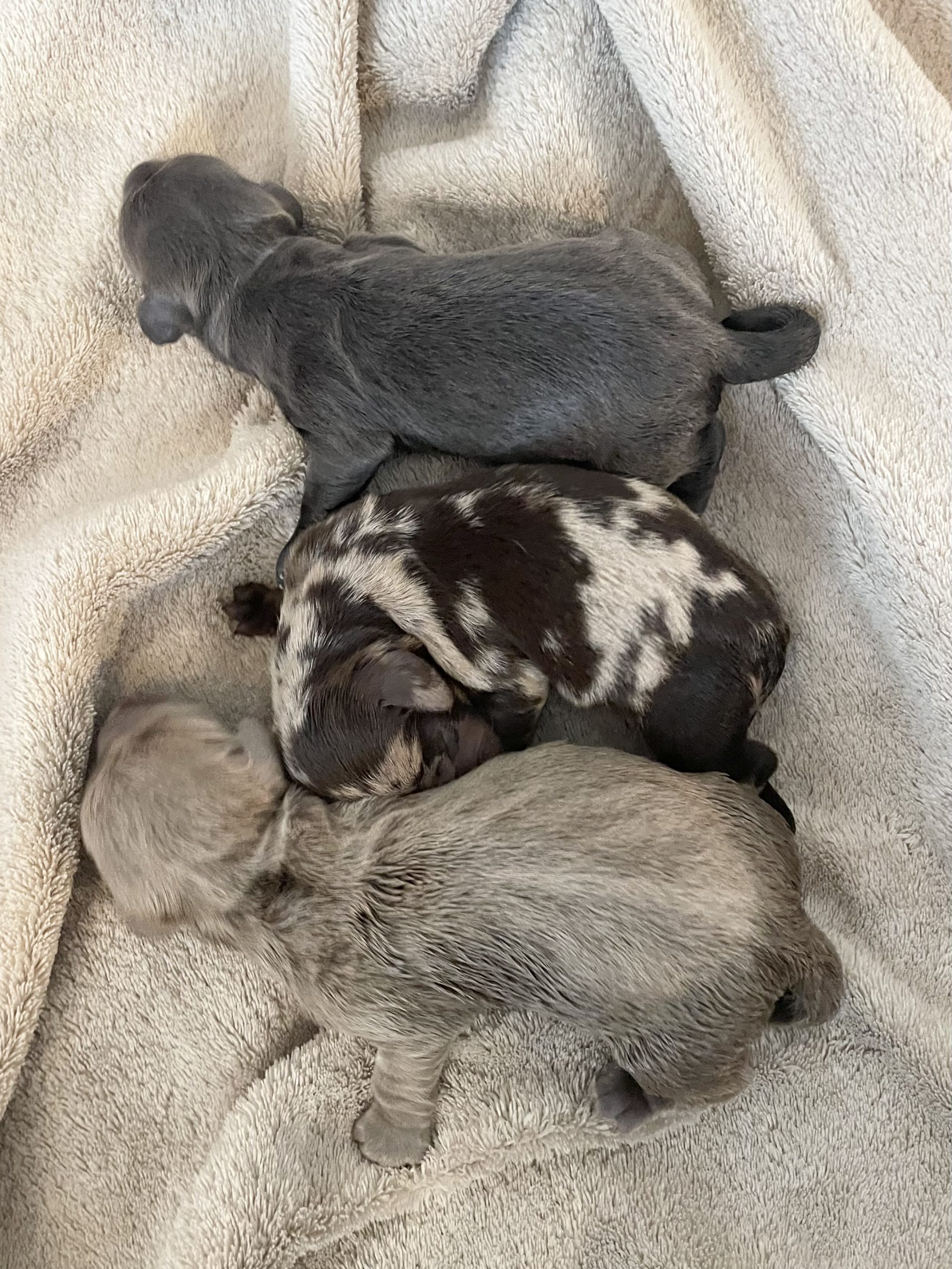 Hot Sausage Amerikanischer Zwergdackel