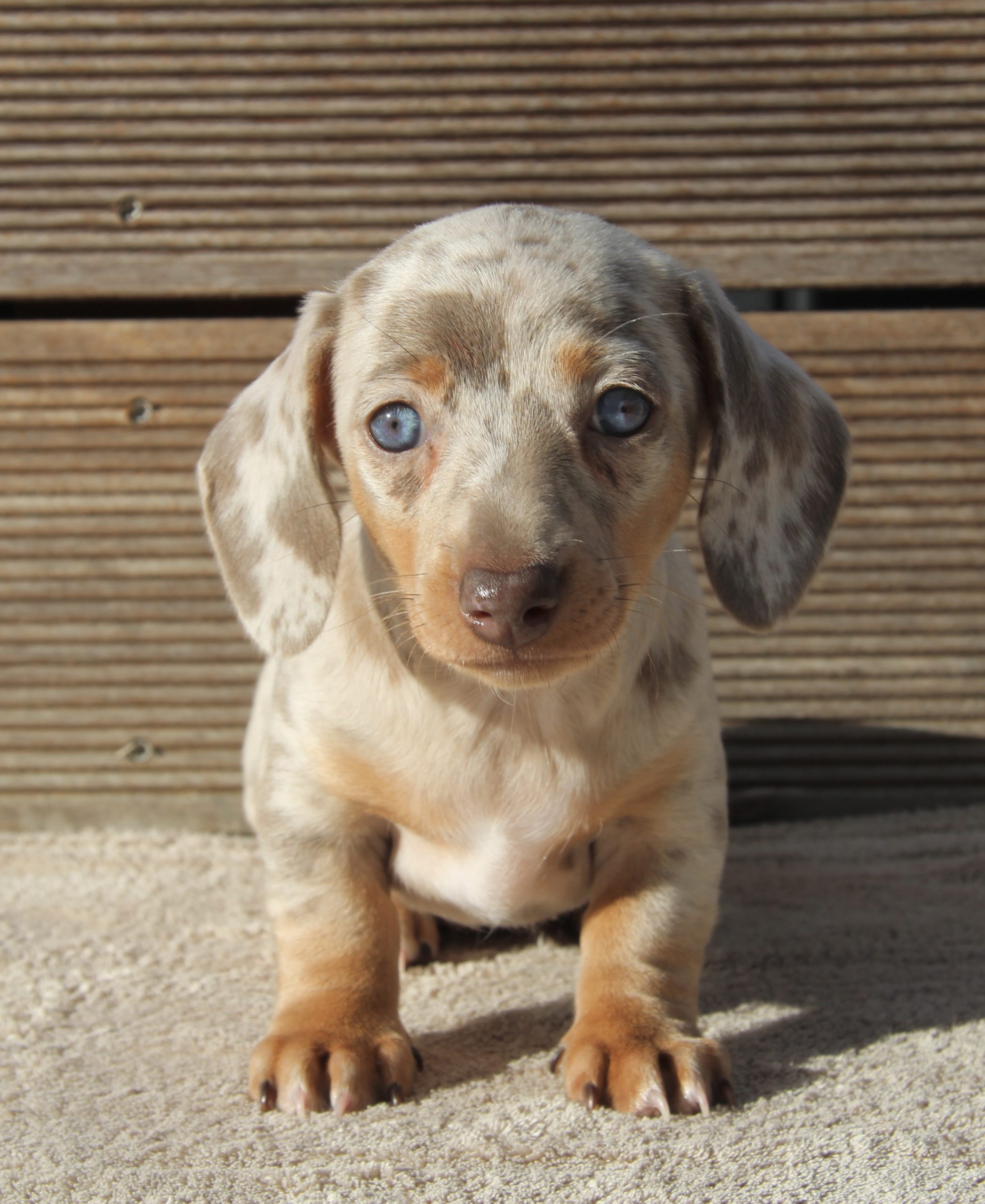 Hot Sausage Amerikanischer Zwergdackel