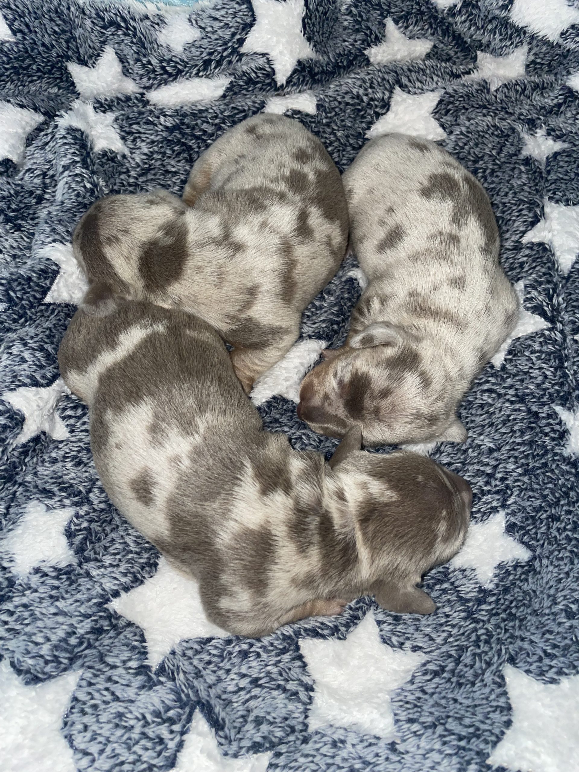 Hot Sausage Amerikanischer Zwergdackel