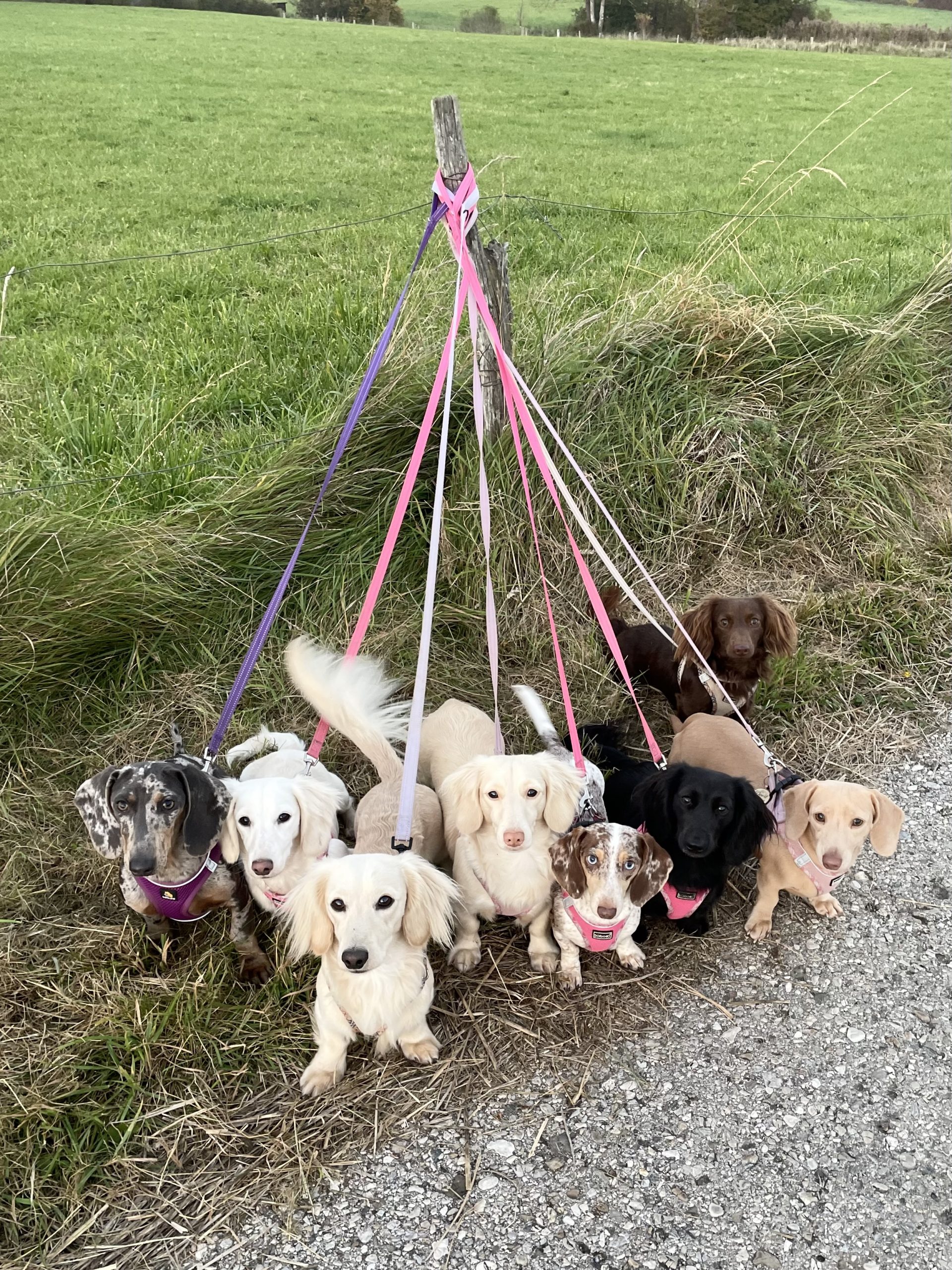 Hot Sausage Amerikanischer Zwergdackel