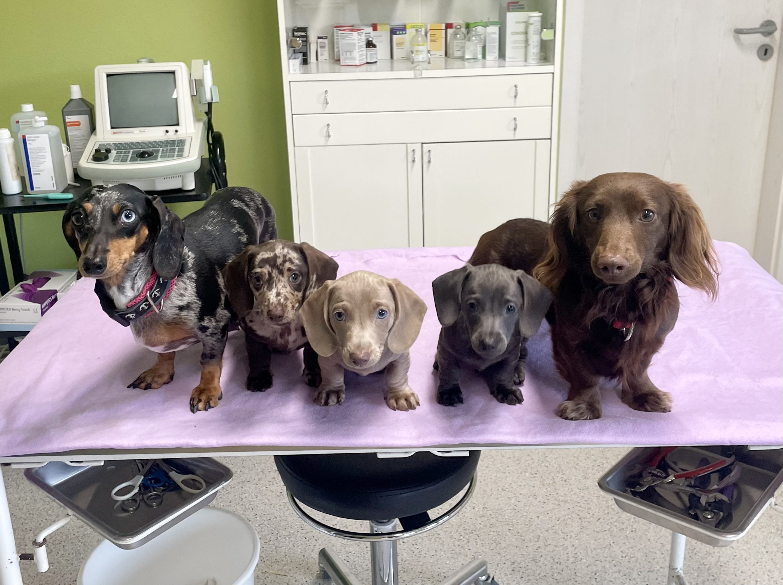 Hot Sausage Amerikanischer Zwergdackel