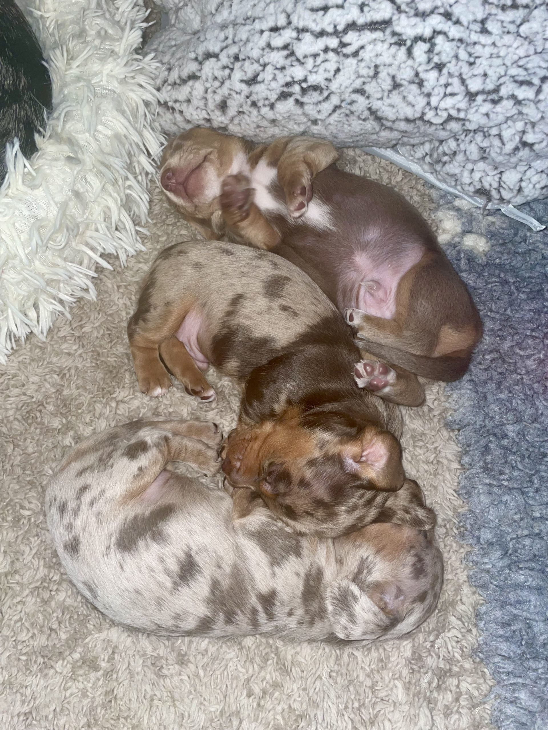 Hot Sausage Amerikanischer Zwergdackel