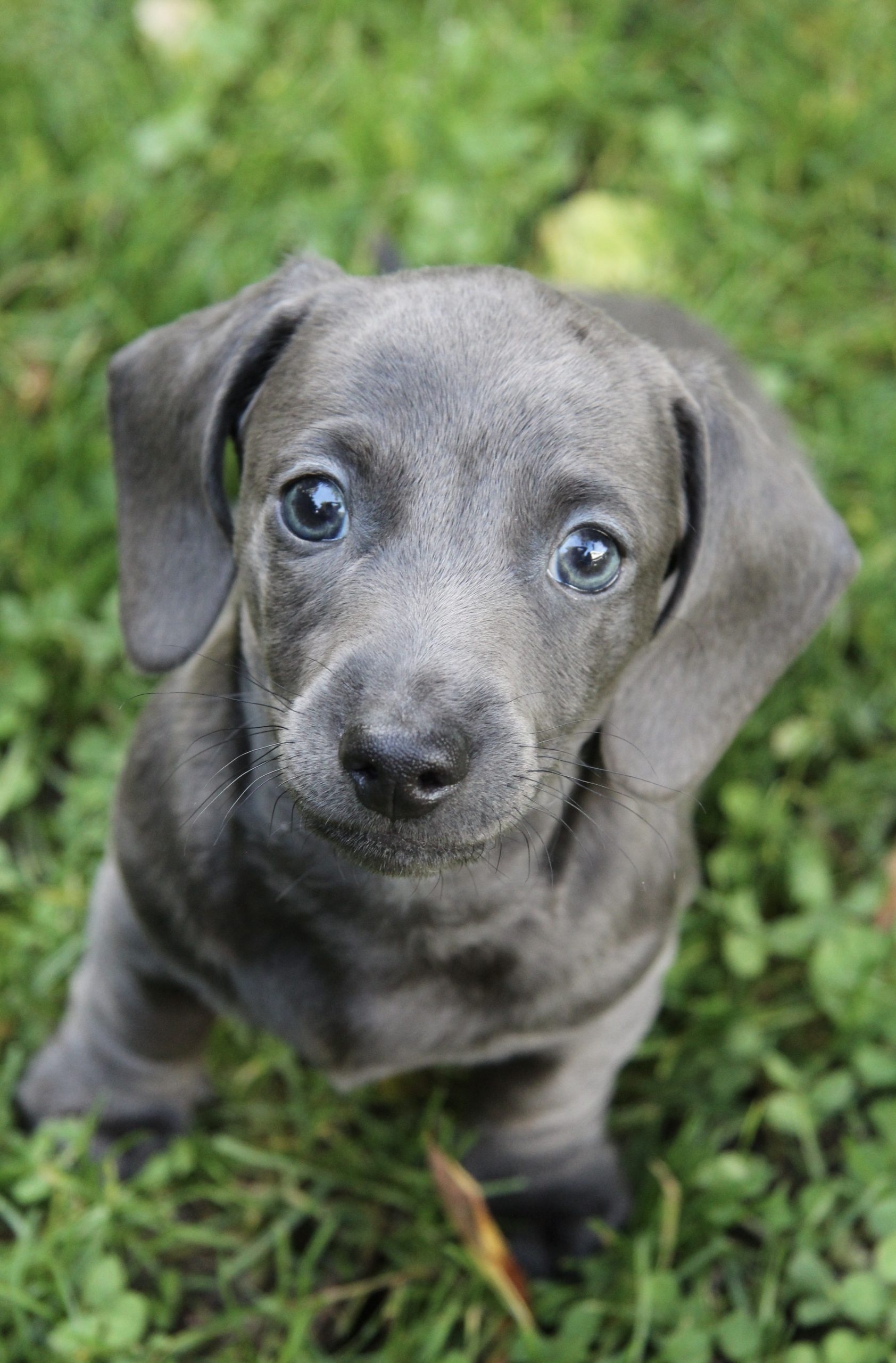 Hot Sausage Amerikanischer Zwergdackel