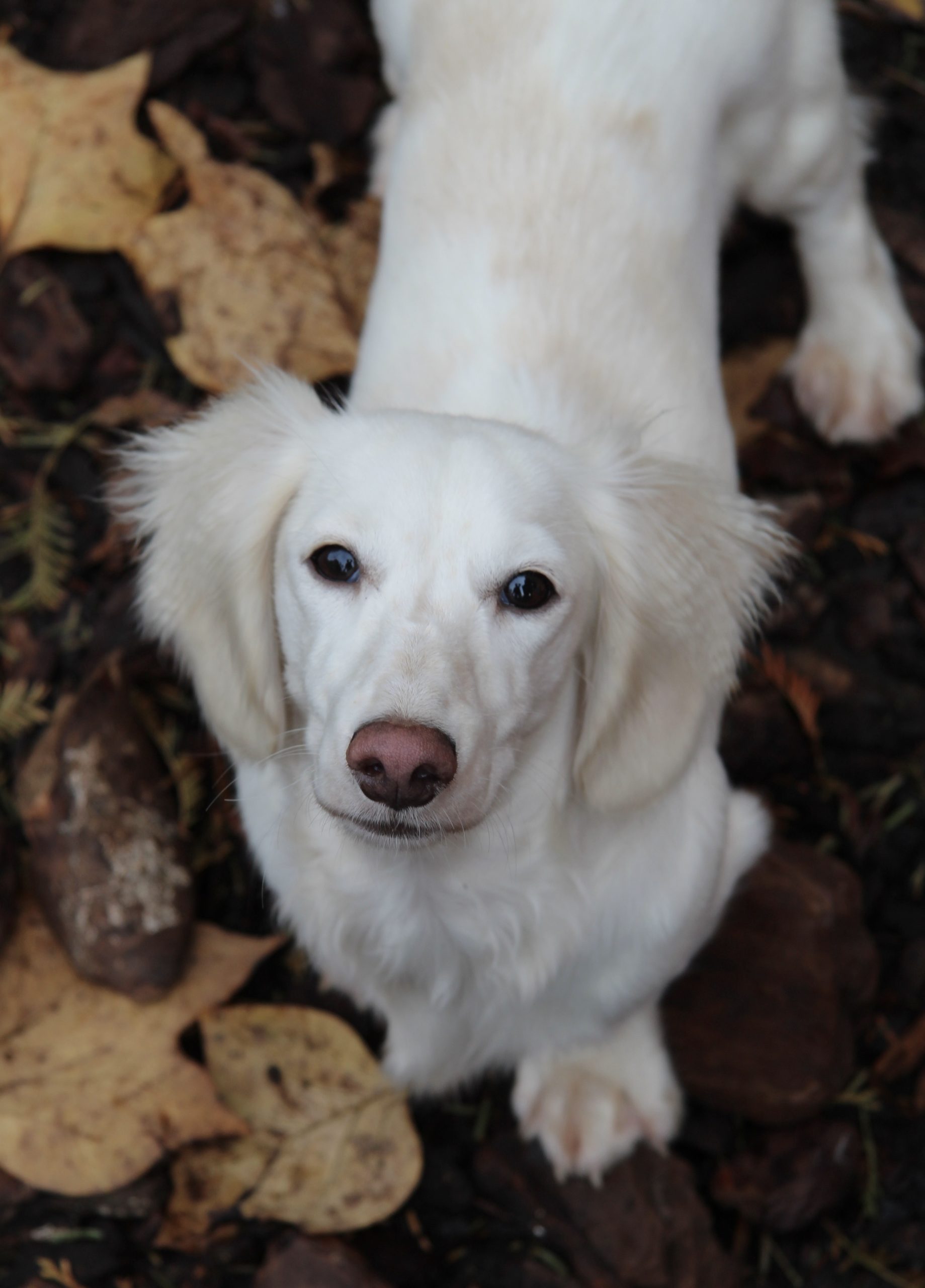 Hot Sausage Amerikanischer Zwergdackel