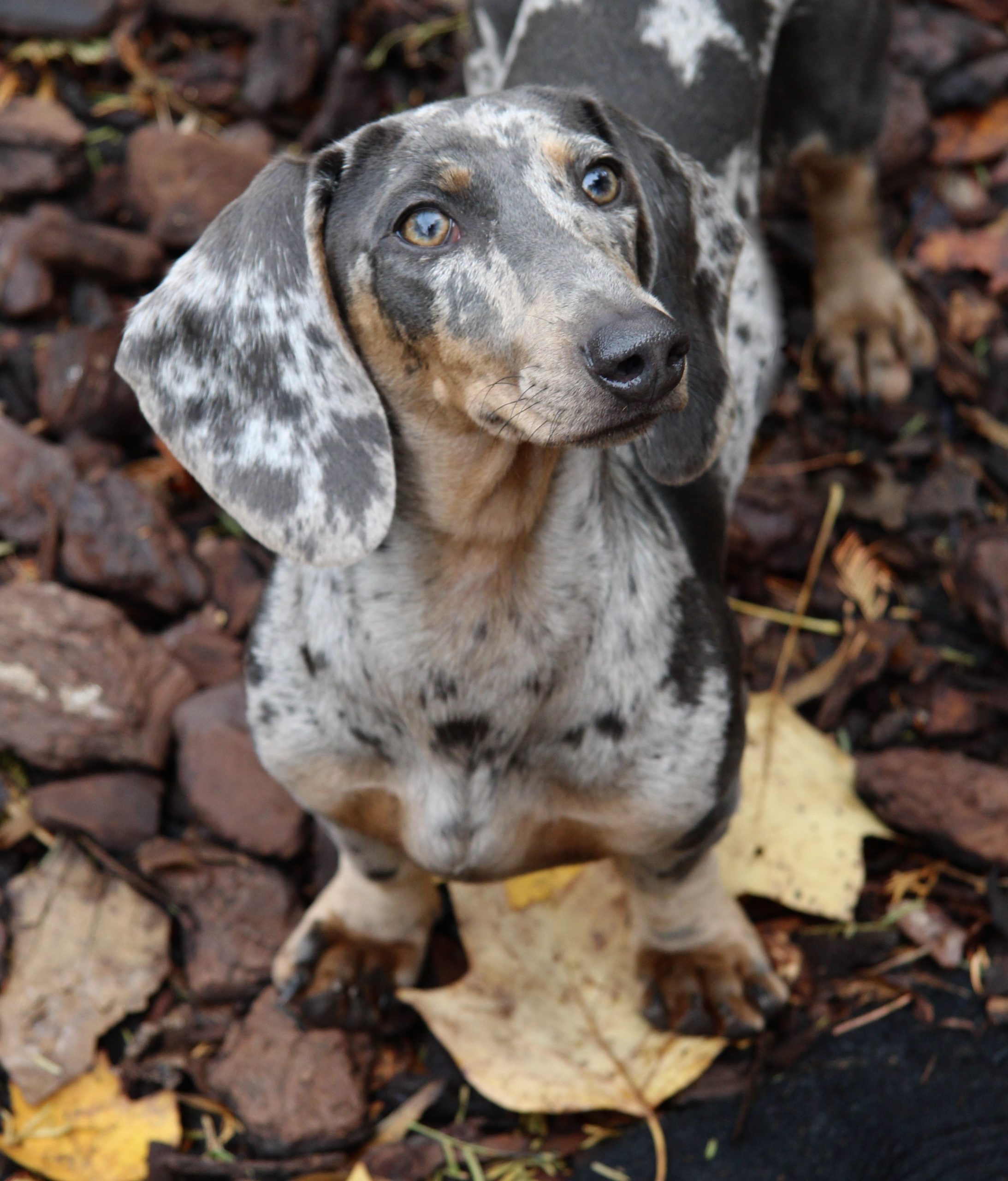 Hot Sausage Amerikanischer Zwergdackel