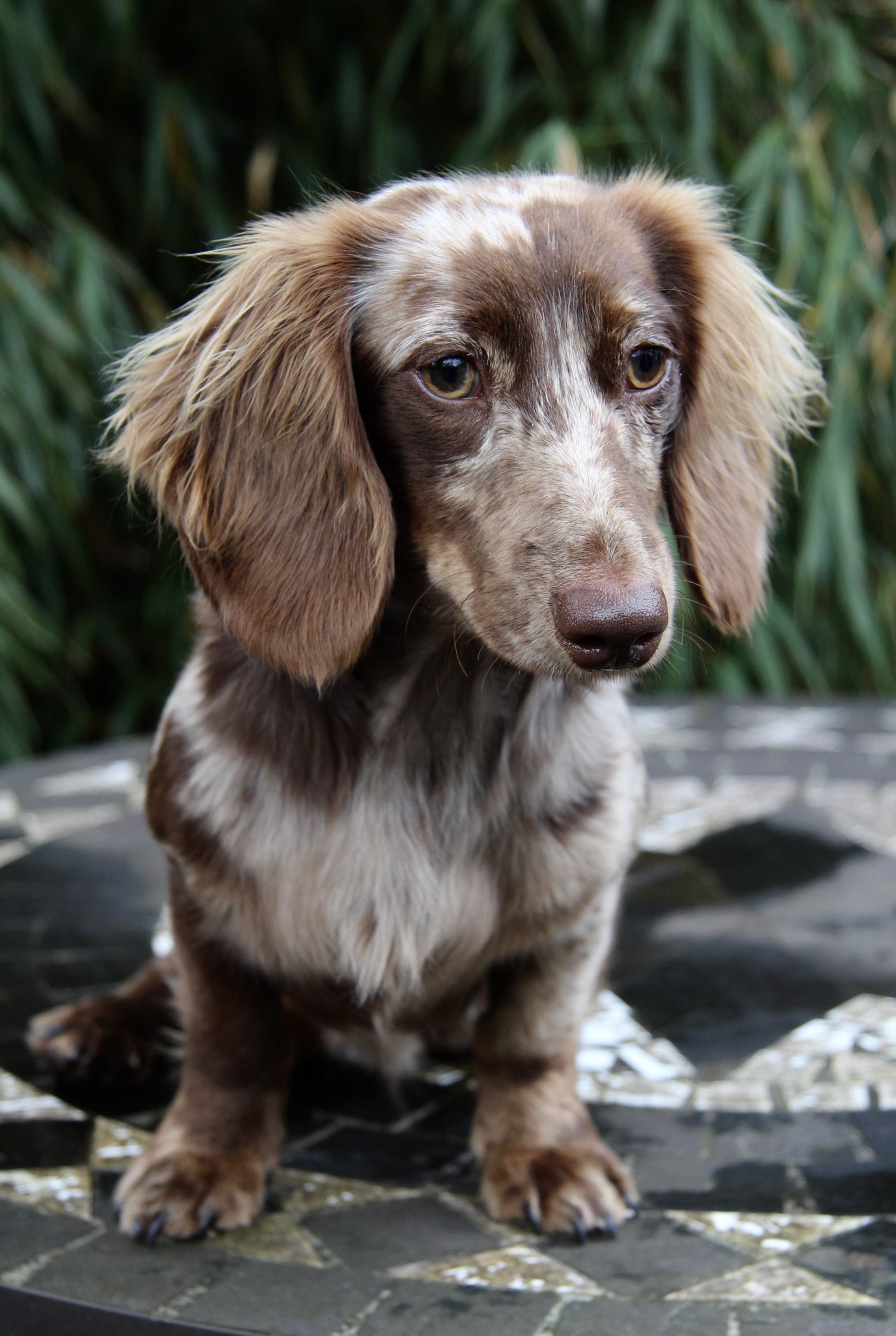 Hot Sausage Amerikanischer Zwergdackel