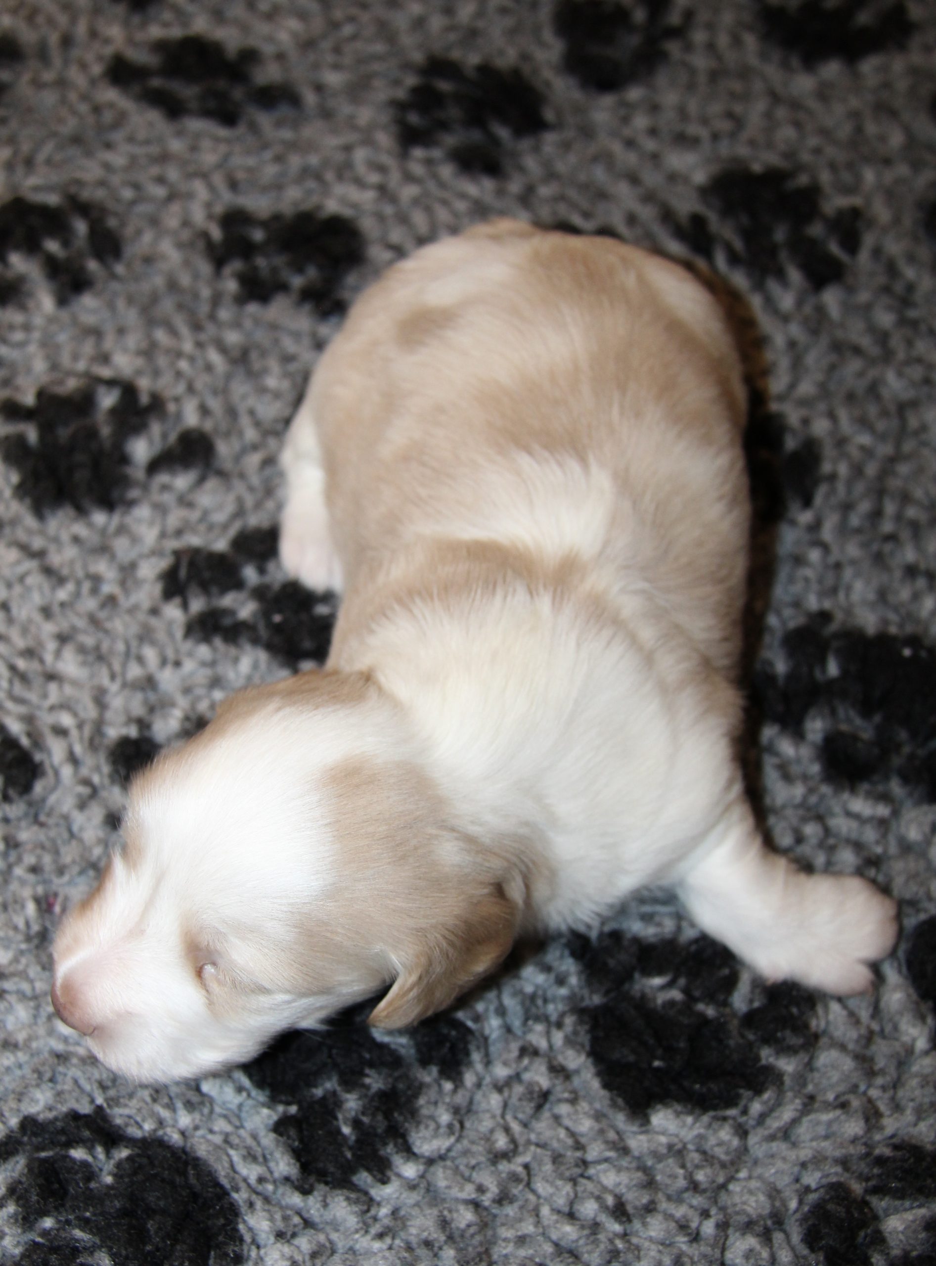 Hot Sausage Amerikanischer Zwergdackel