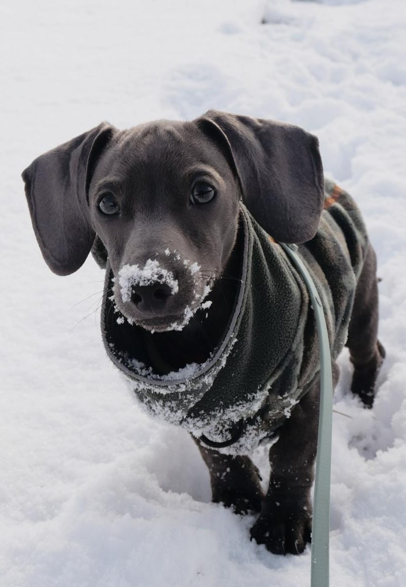 Hot Sausage Amerikanischer Zwergdackel