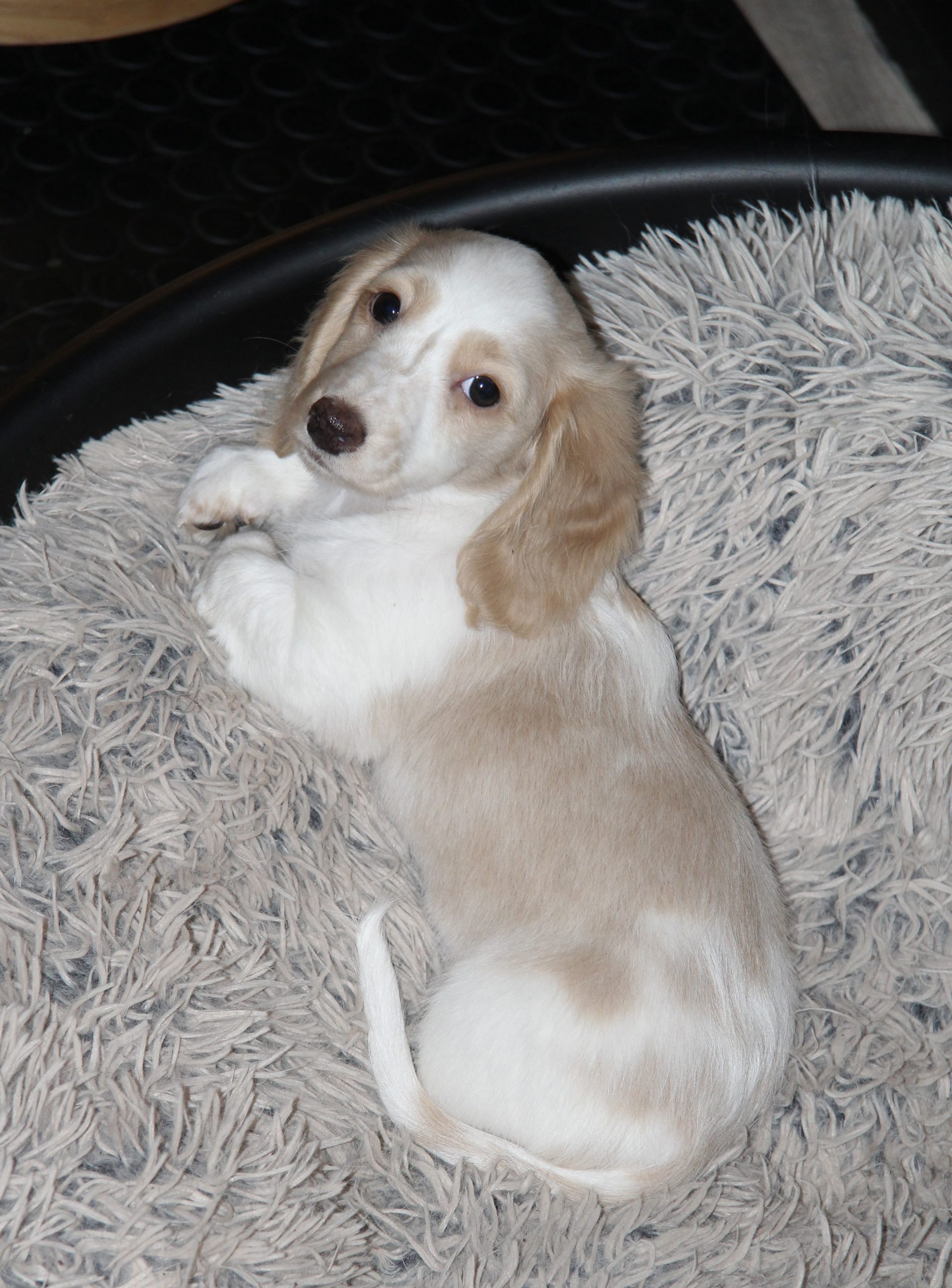 Hot Sausage Amerikanischer Zwergdackel