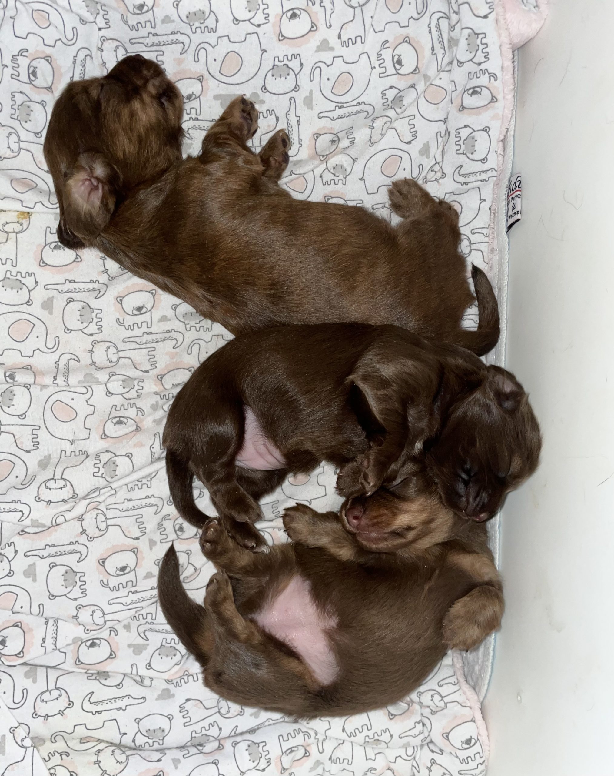 Hot Sausage Amerikanischer Zwergdackel