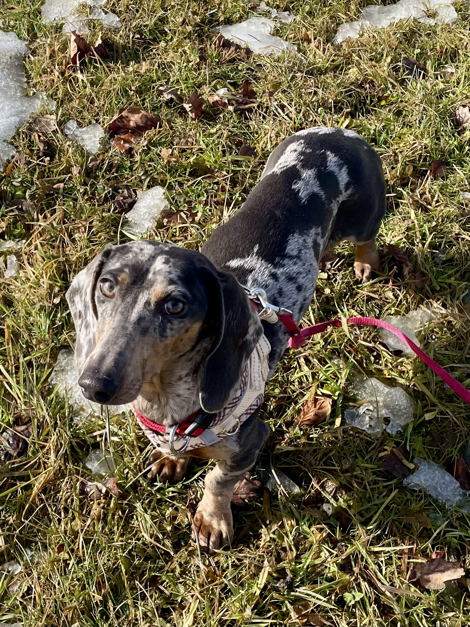 Hot Sausage Amerikanischer Zwergdackel