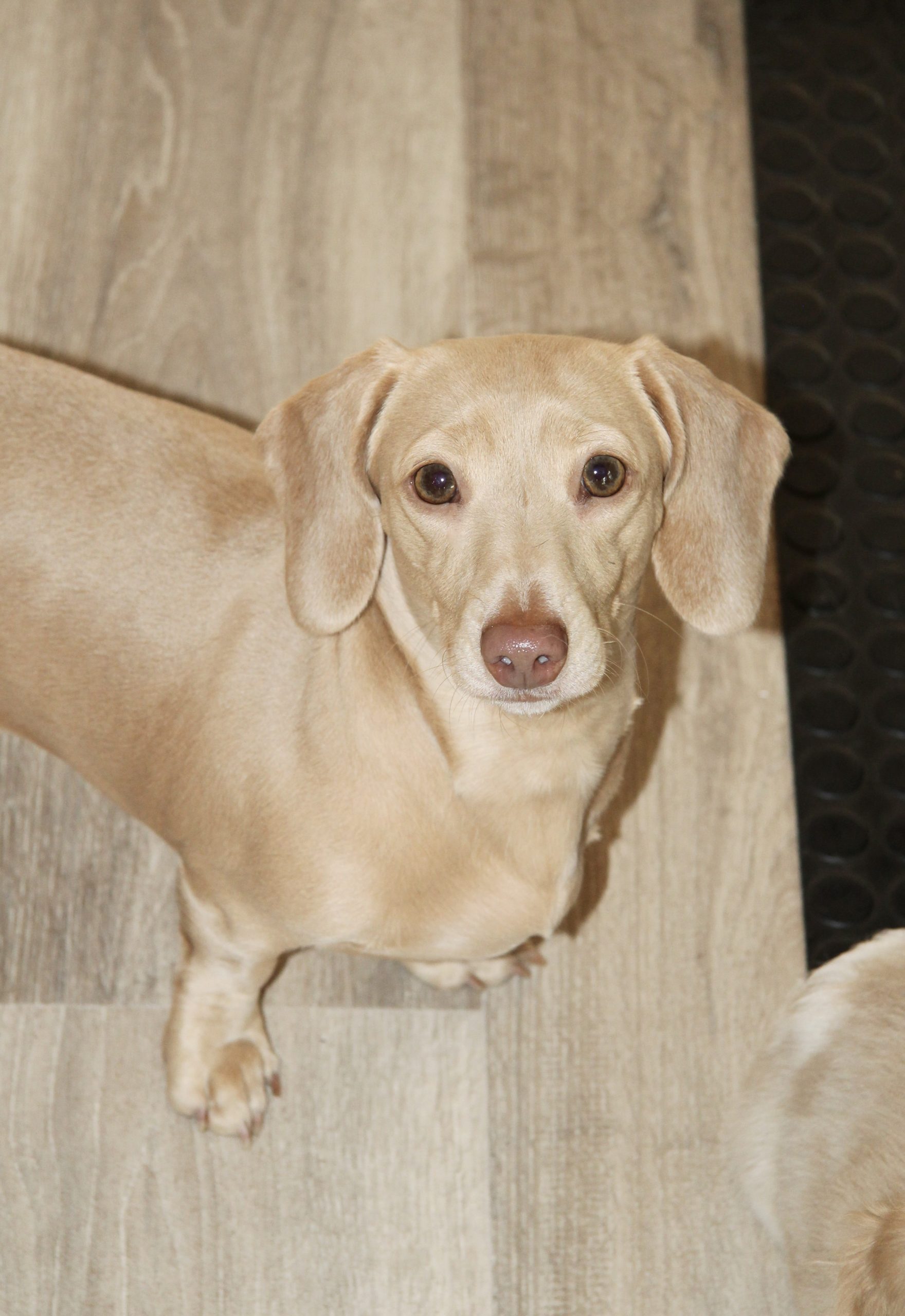 Hot Sausage Amerikanischer Zwergdackel