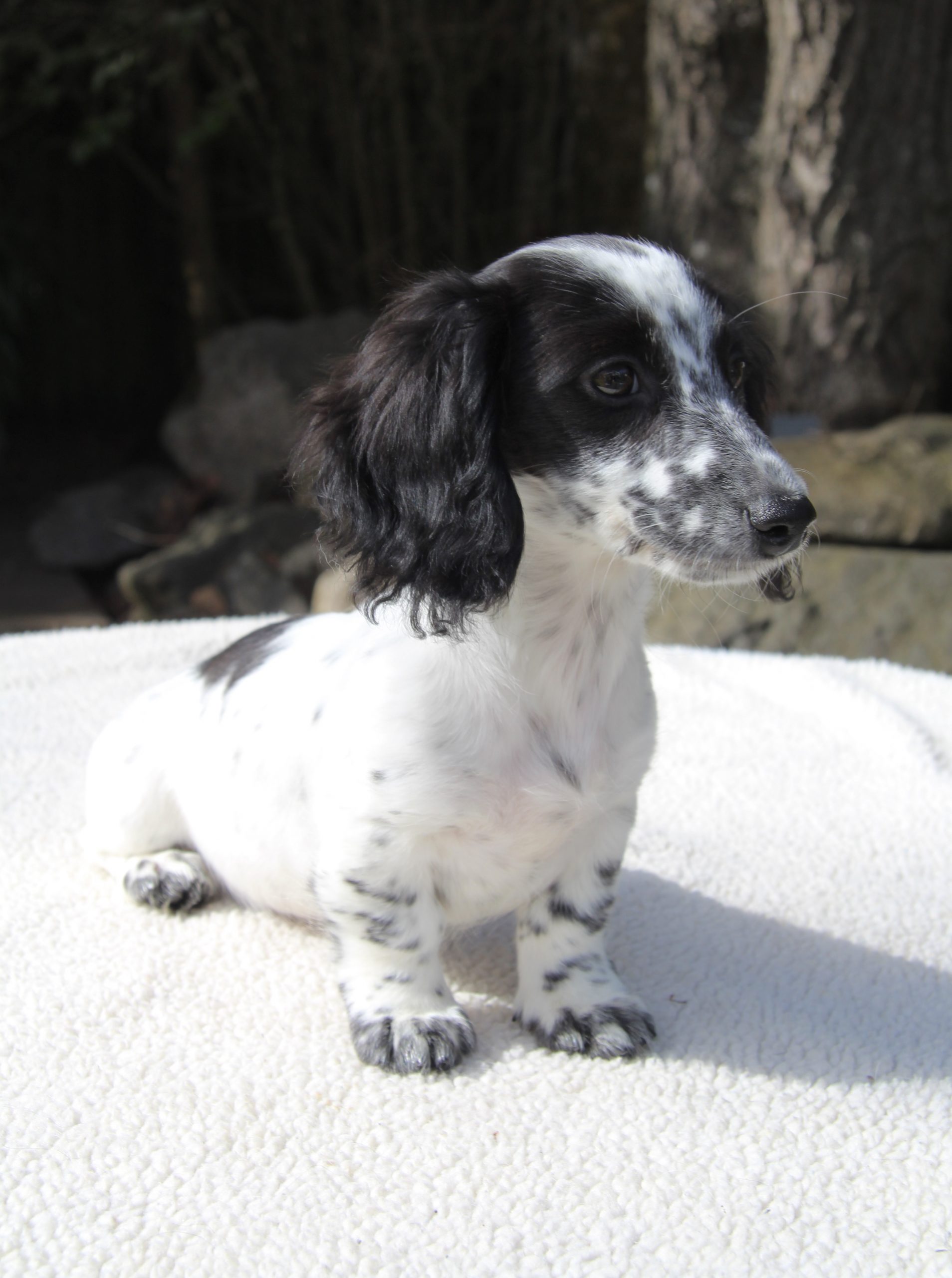 Hot Sausage Amerikanischer Zwergdackel