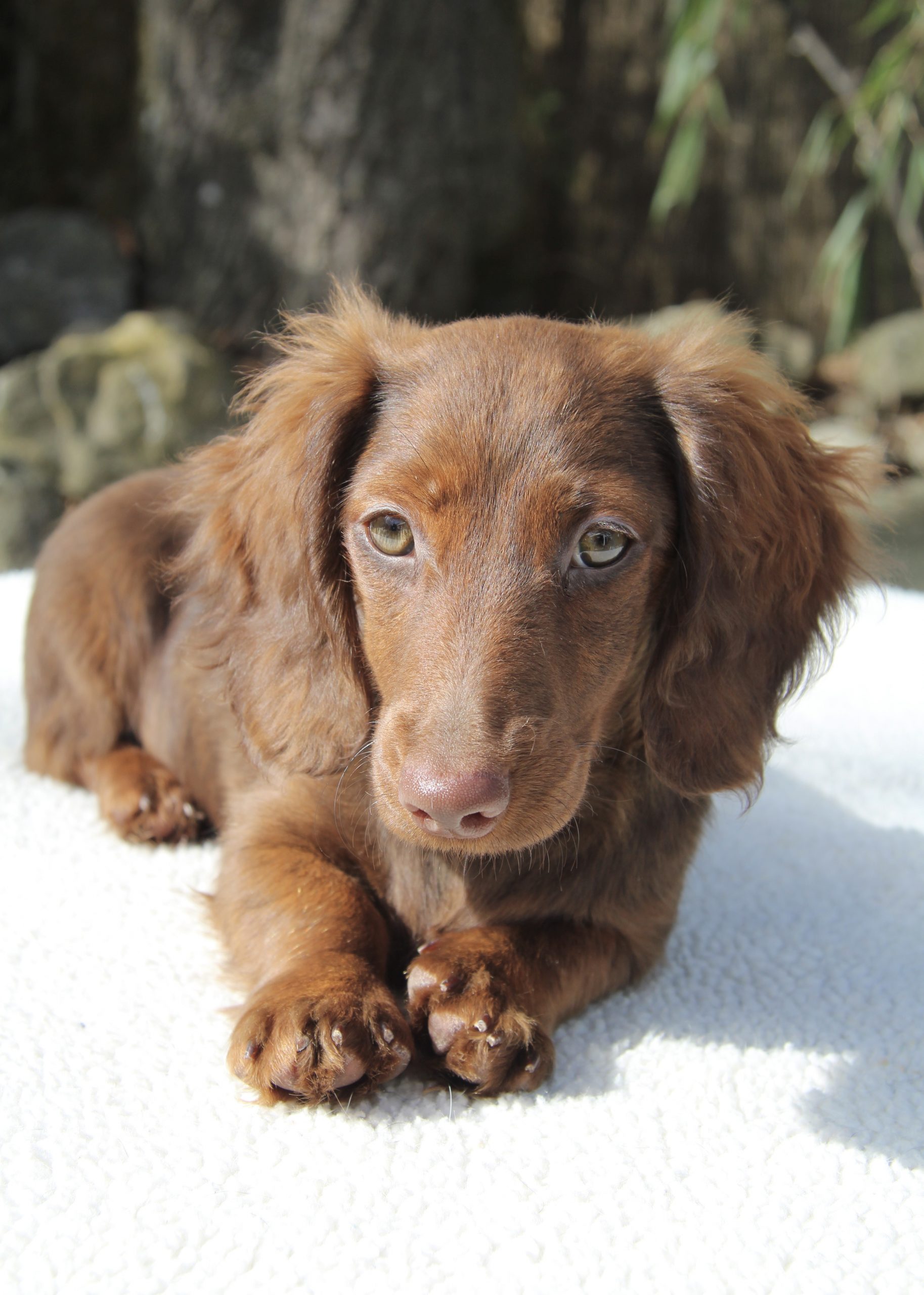 Hot Sausage Amerikanischer Zwergdackel