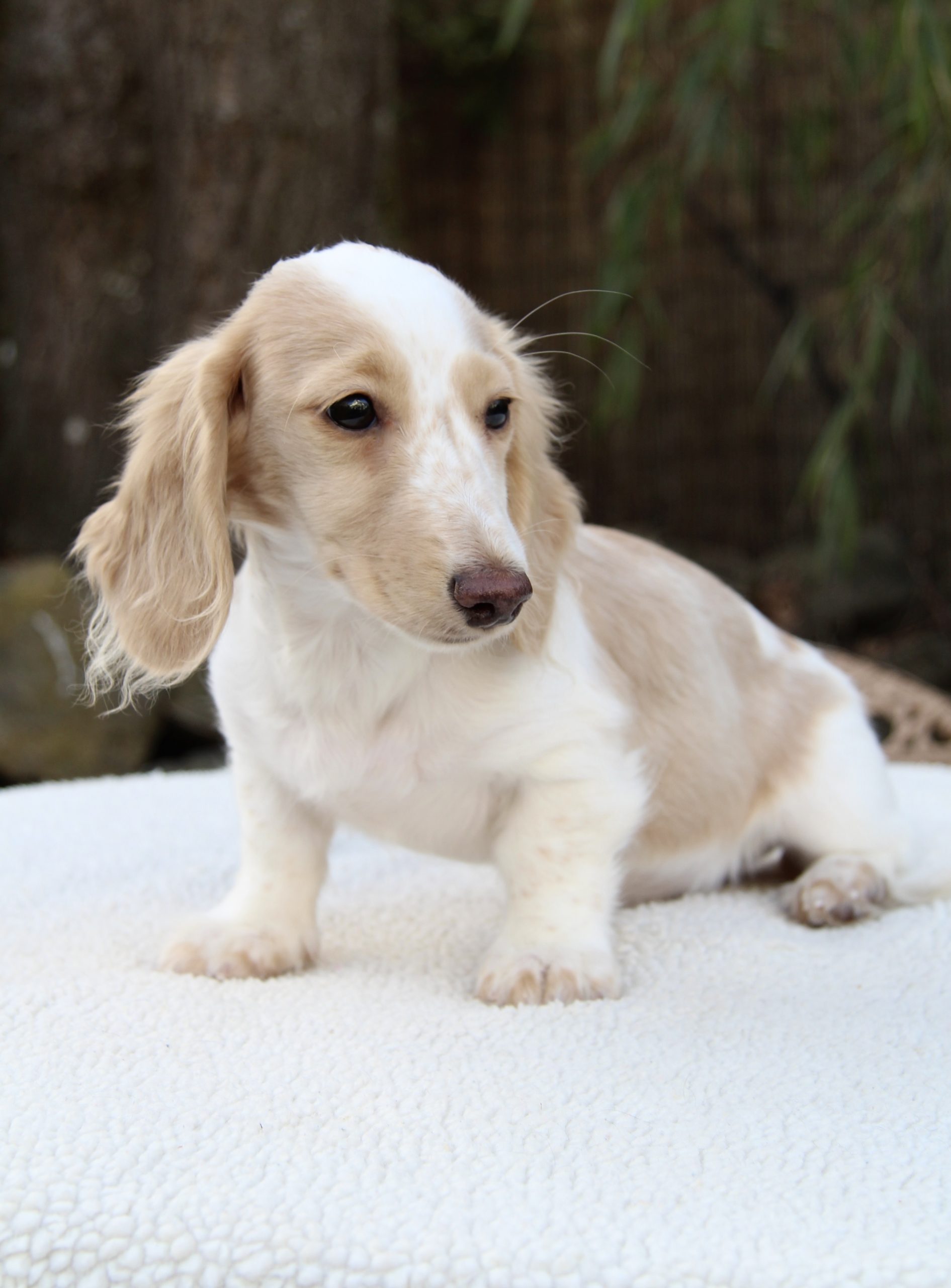 Hot Sausage Amerikanischer Zwergdackel