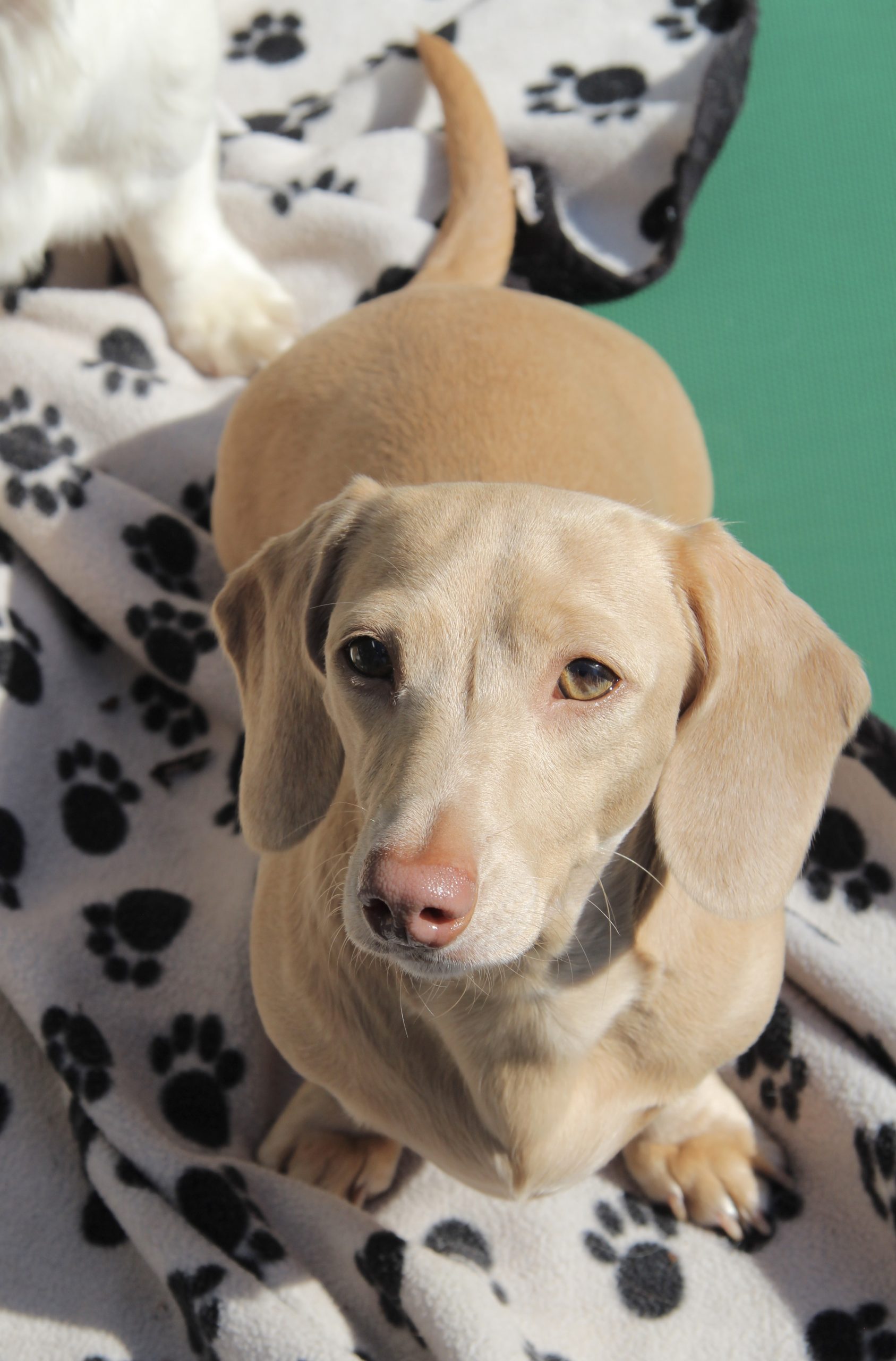 Hot Sausage Amerikanischer Zwergdackel