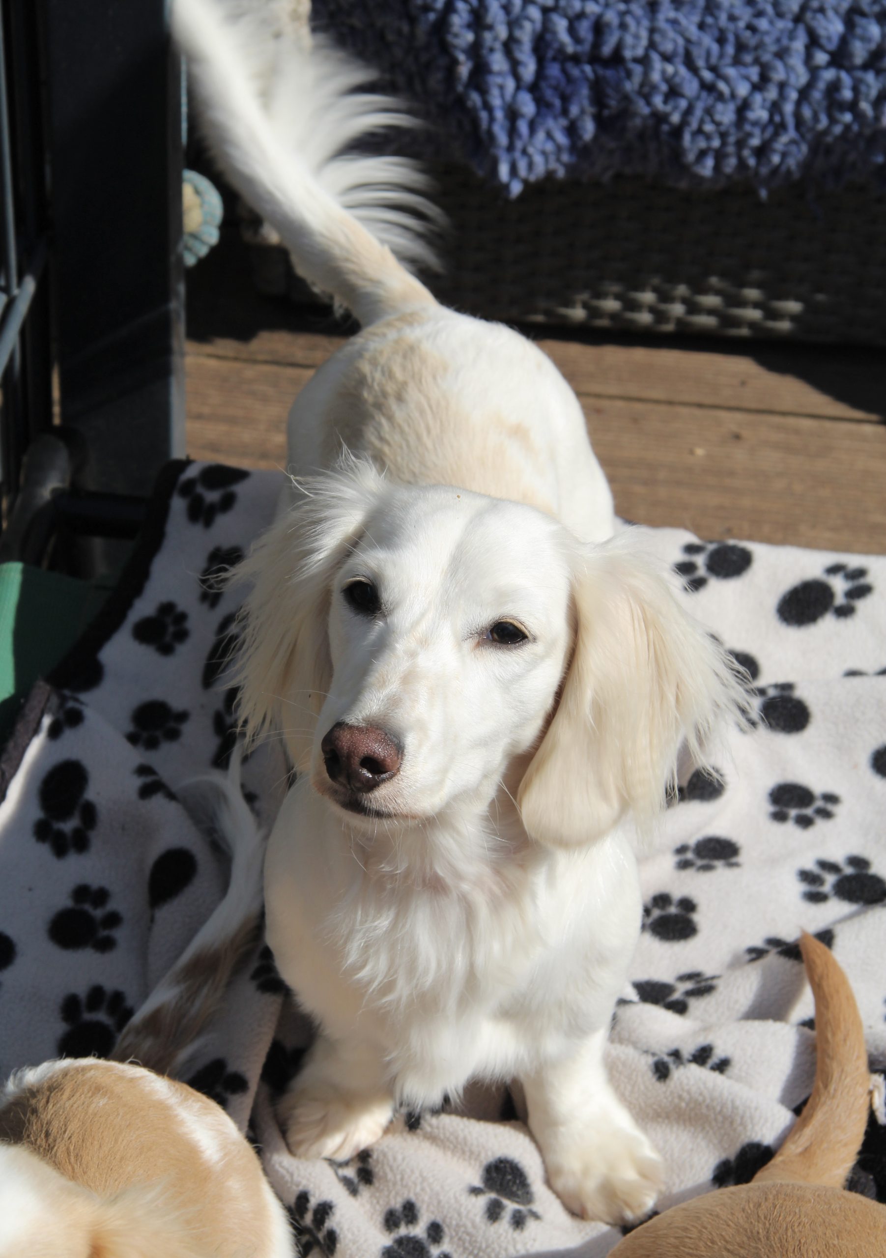 Hot Sausage Amerikanischer Zwergdackel