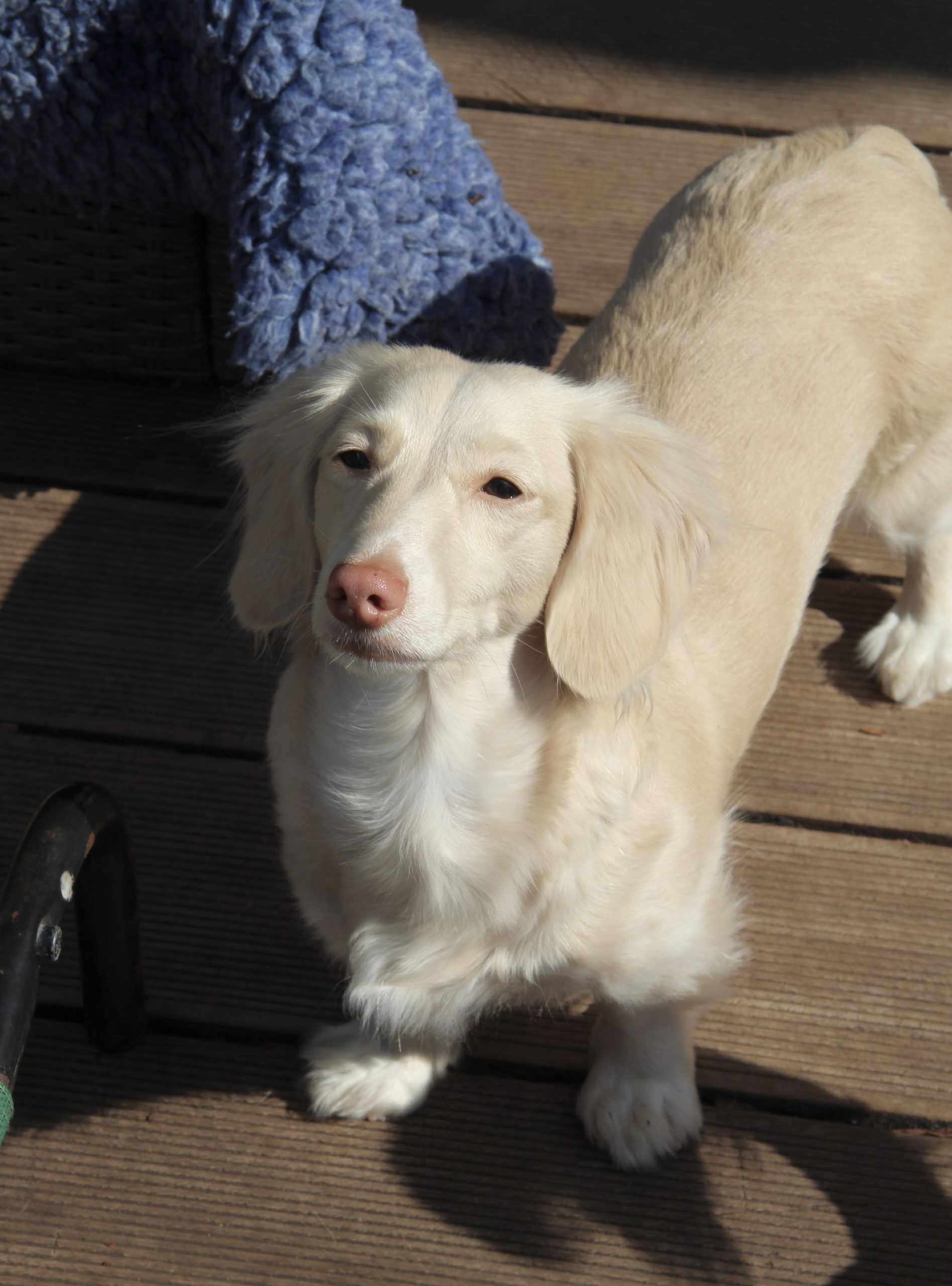 Hot Sausage Amerikanischer Zwergdackel