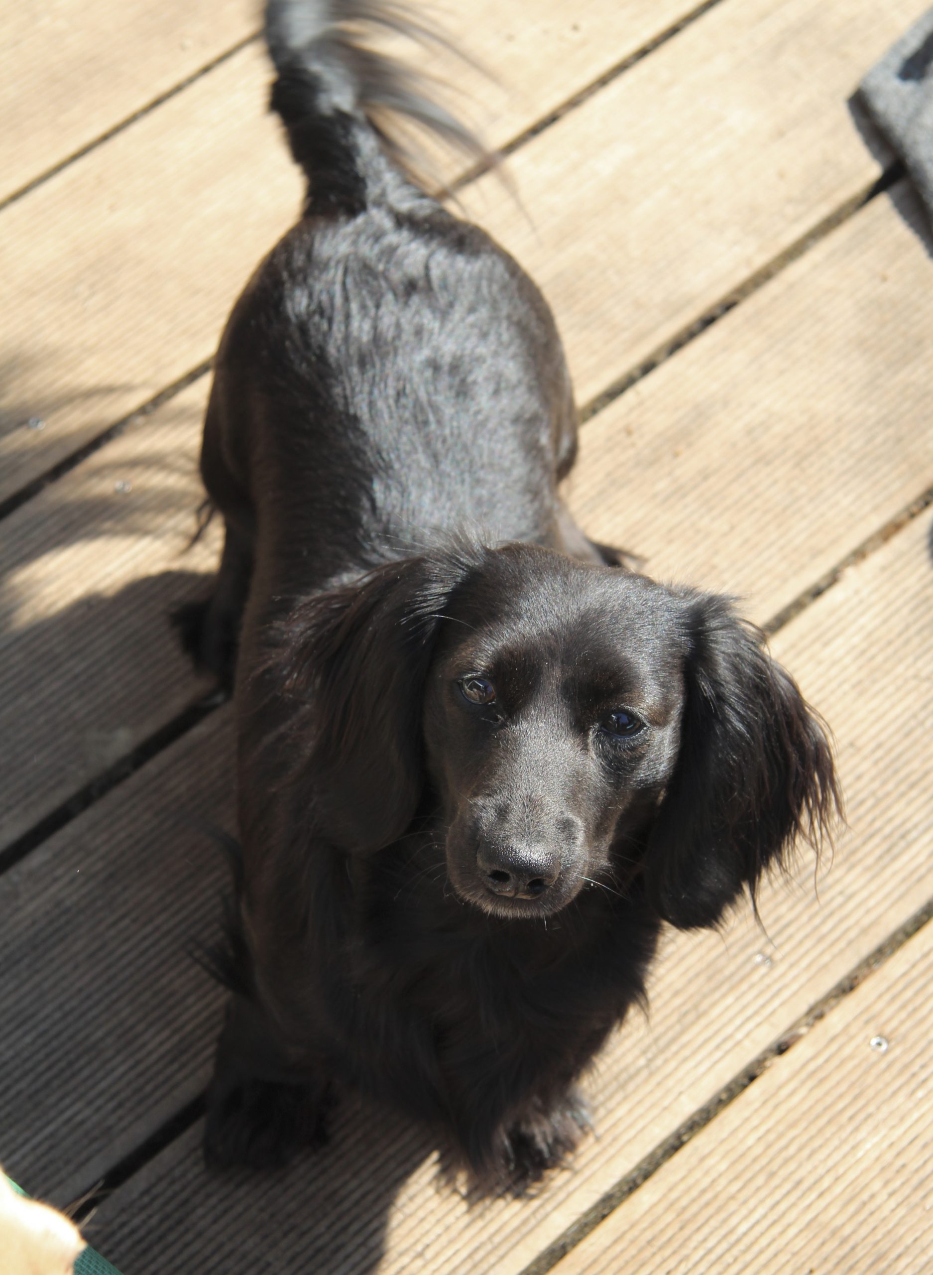 Hot Sausage Amerikanischer Zwergdackel