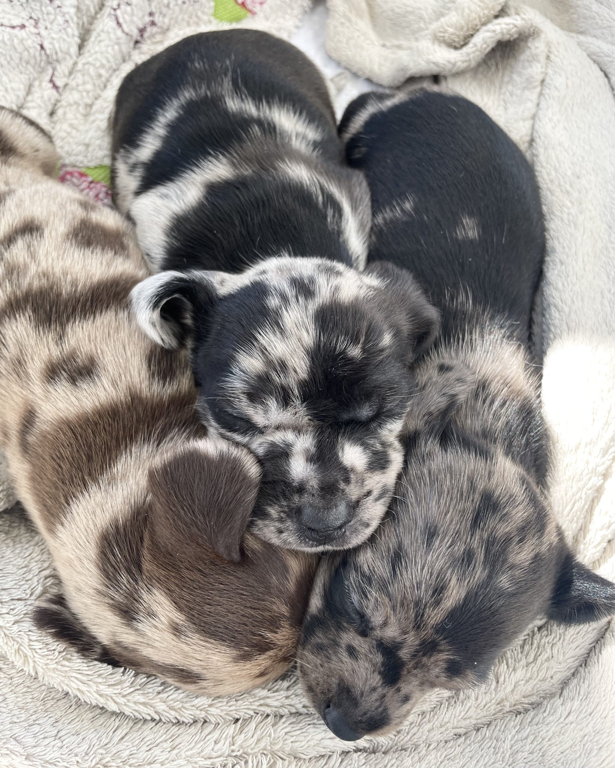 Hot Sausage Amerikanischer Zwergdackel